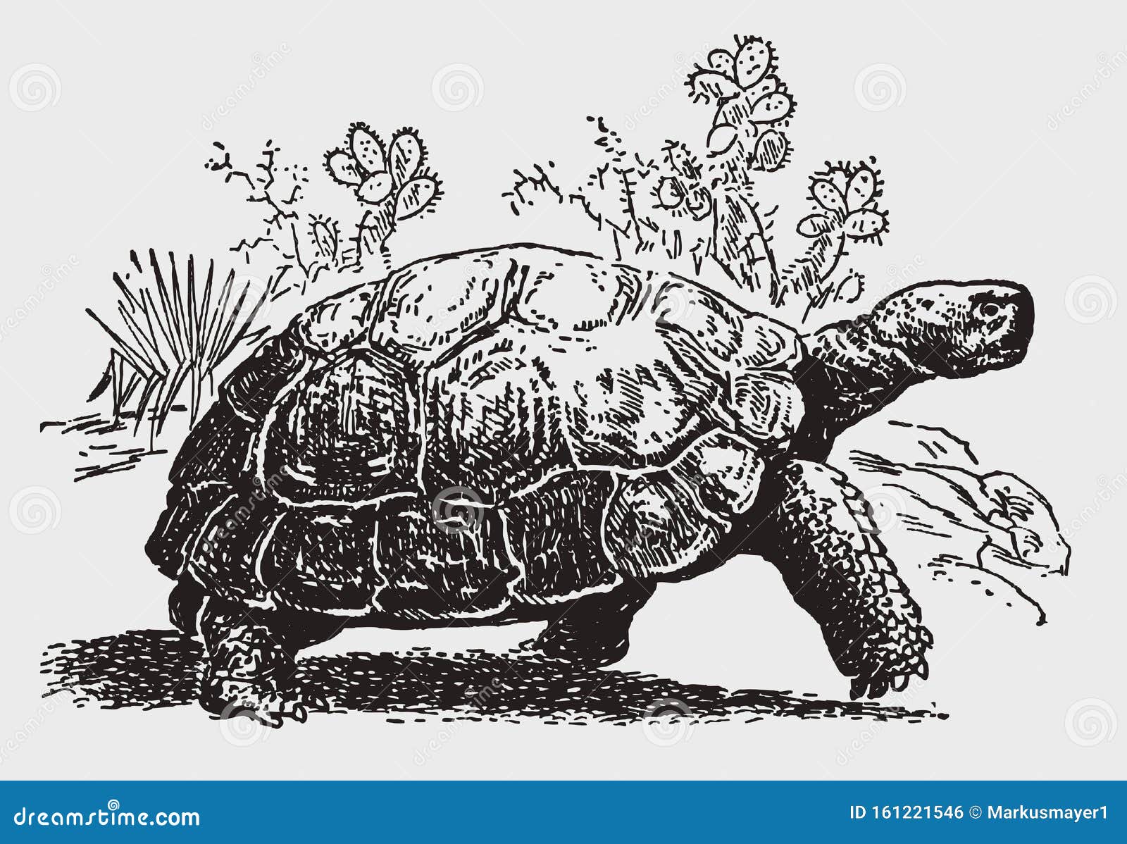 endangered galapagos giant tortoise, chelonoidis, walking in front of cactus plants