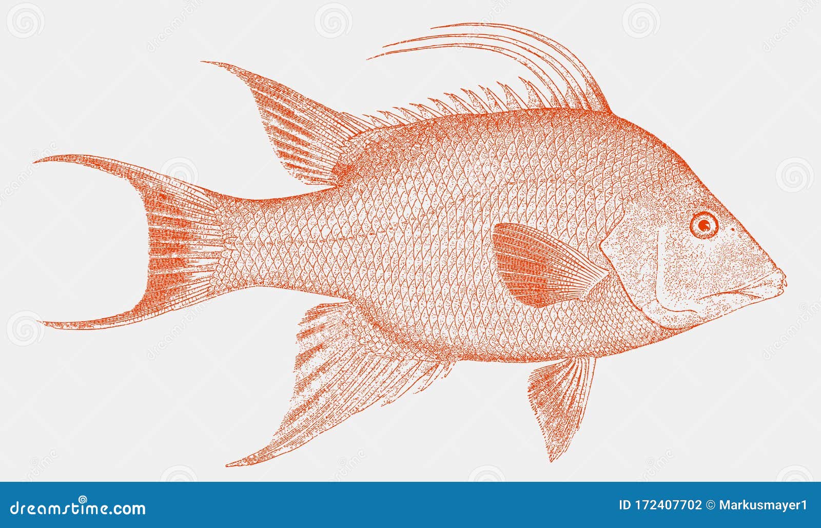 Hogfish Cartoons, Illustrations & Vector Stock Images 23 Pictures to