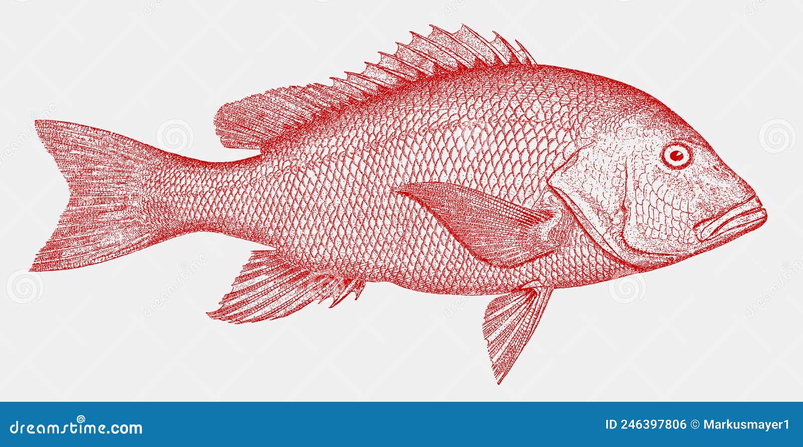 threatened northern red snapper, marine fish from the atlantic