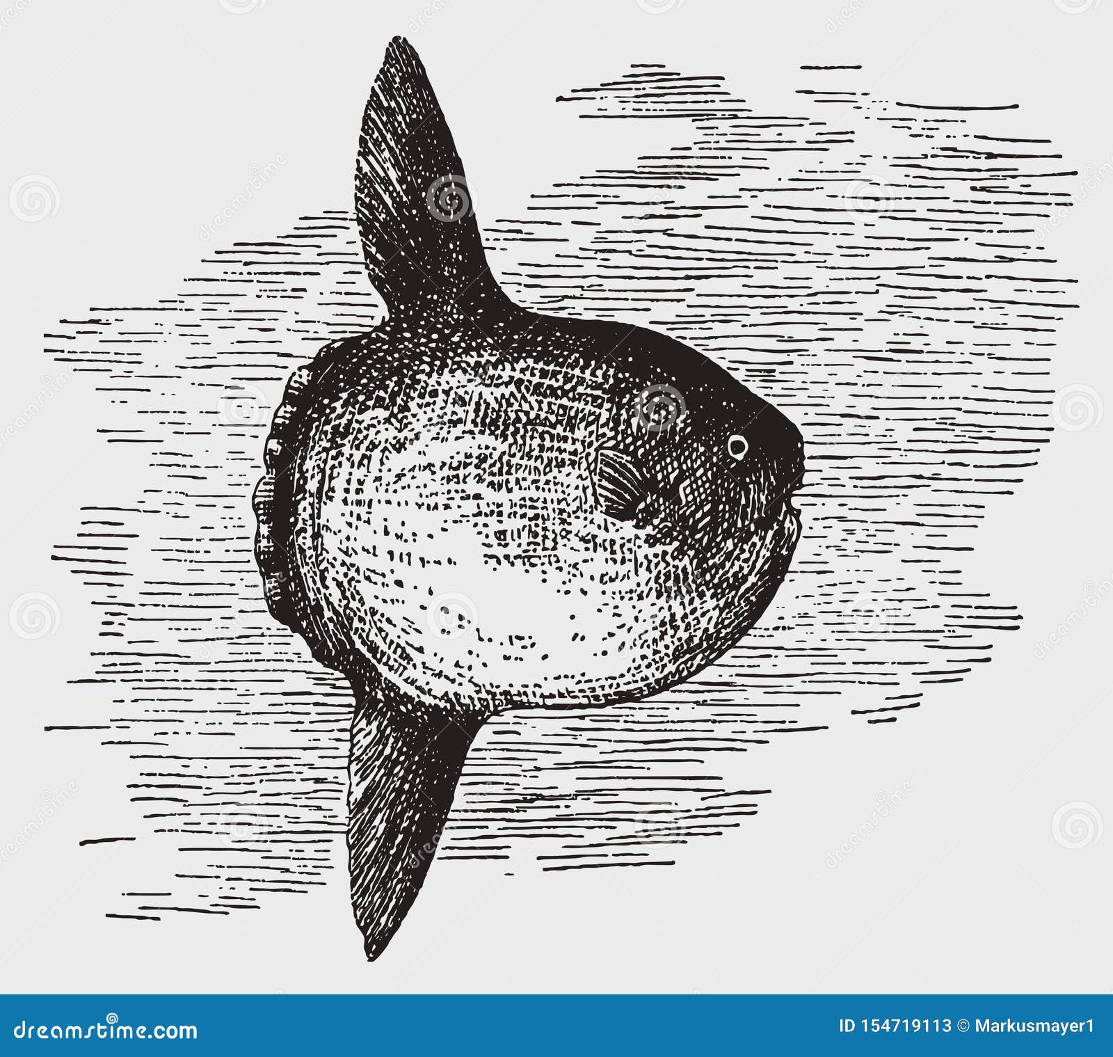threatened ocean sunfish or common mola in side view