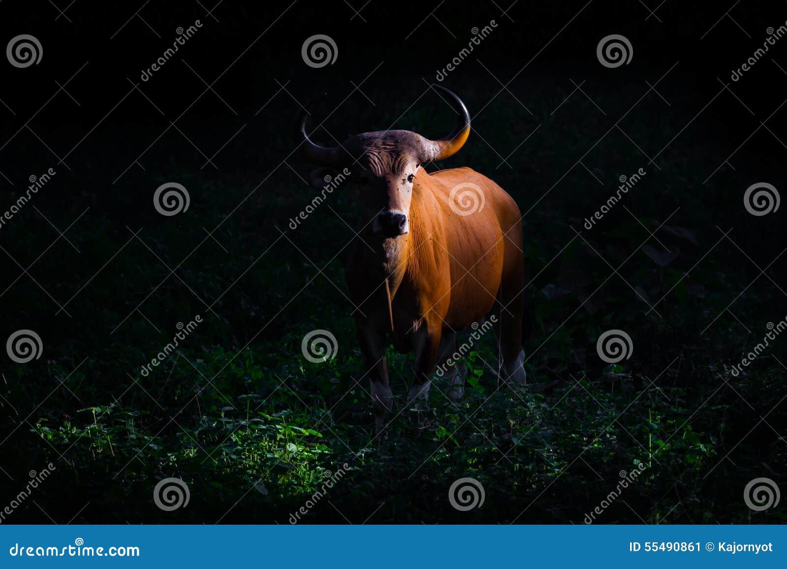 threatened species full adult female banteng