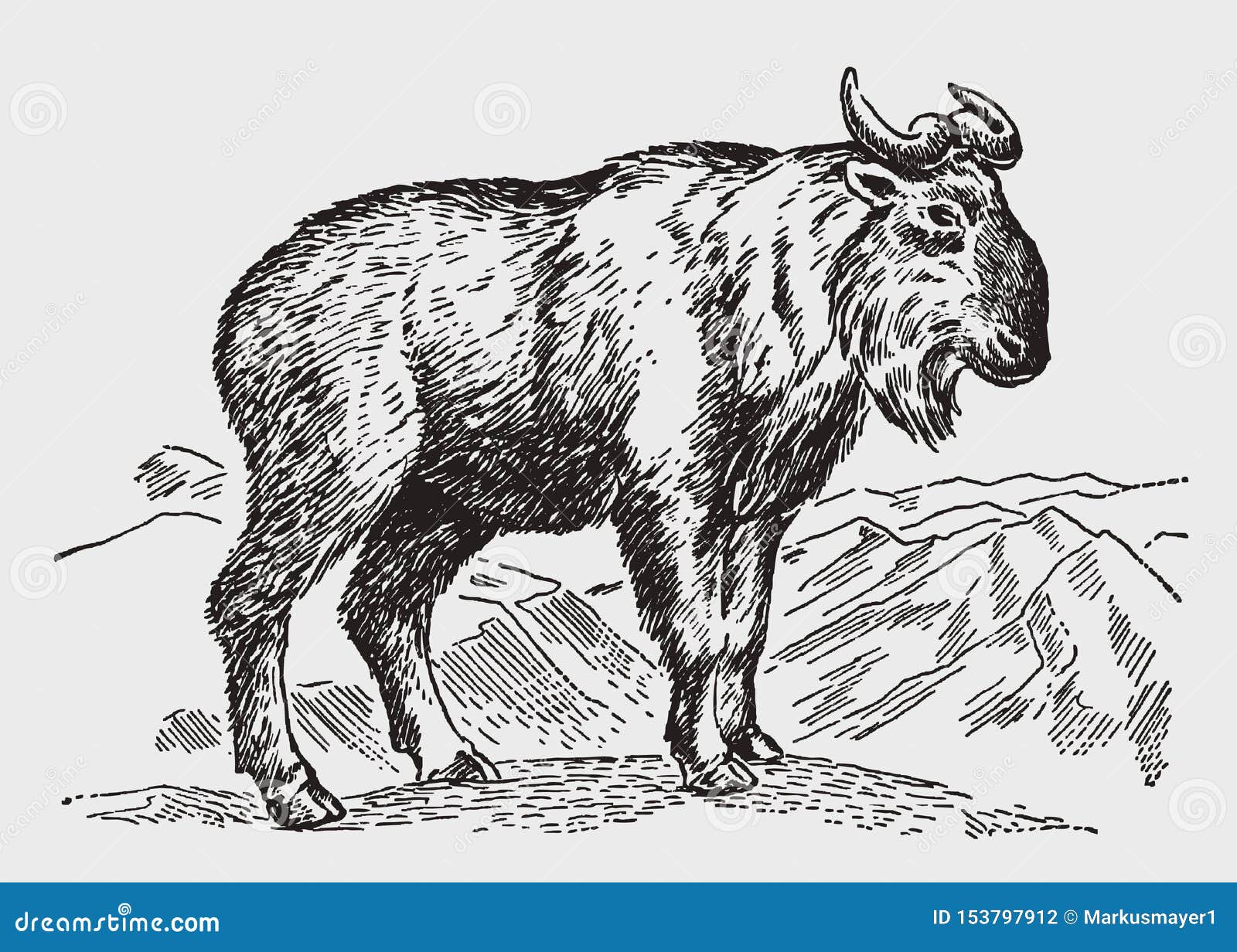 Alpine Chamois Mammal Stock Illustrations – 35 Alpine Chamois Mammal Stock  Illustrations, Vectors & Clipart - Dreamstime