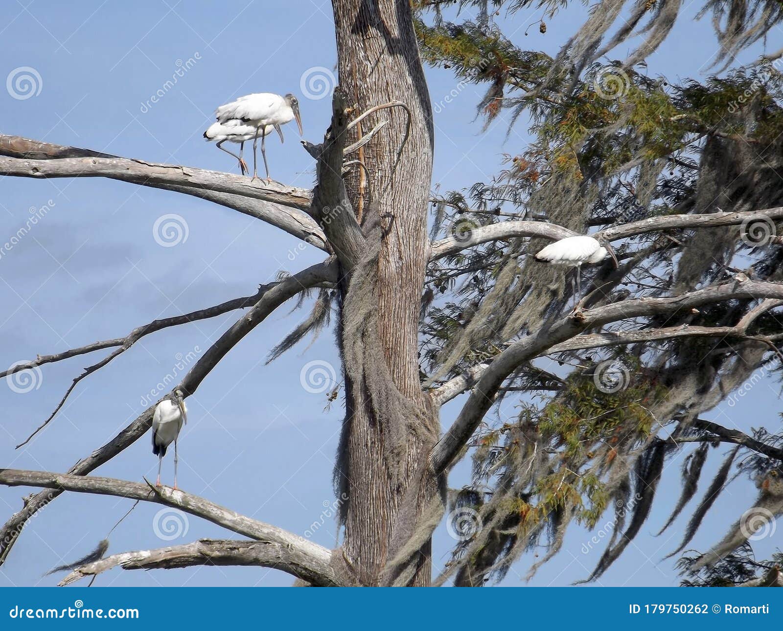 threatened wood storks in cypress tree