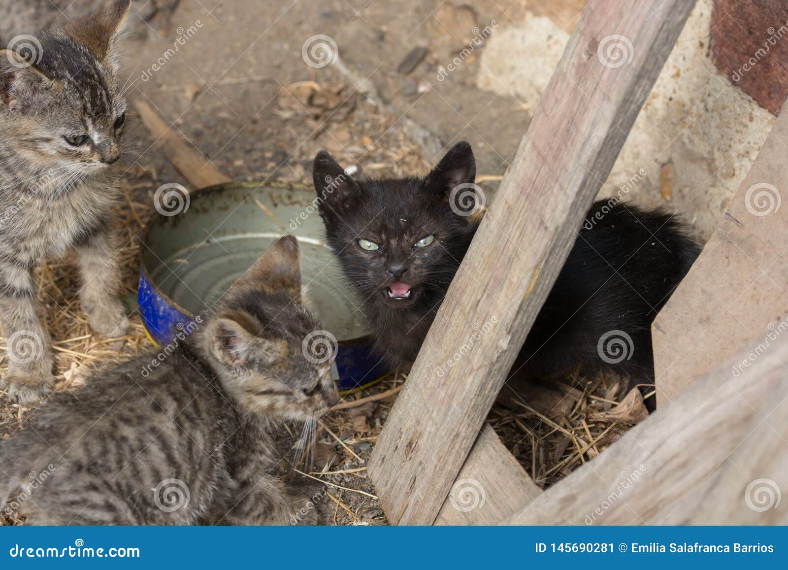 download free abandoned cats download free abandoned cats