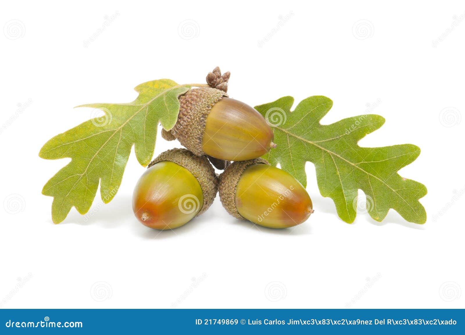 three acorns