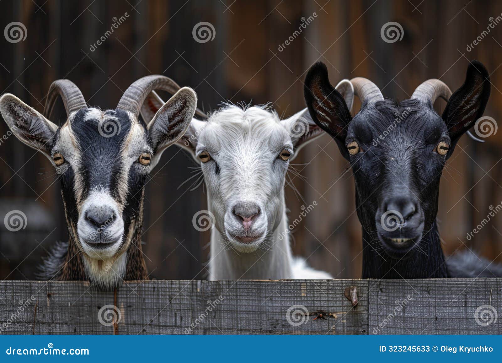 three adorable goats standing in front of a rustic wooden fence. rural lifestyle captured with a natural background