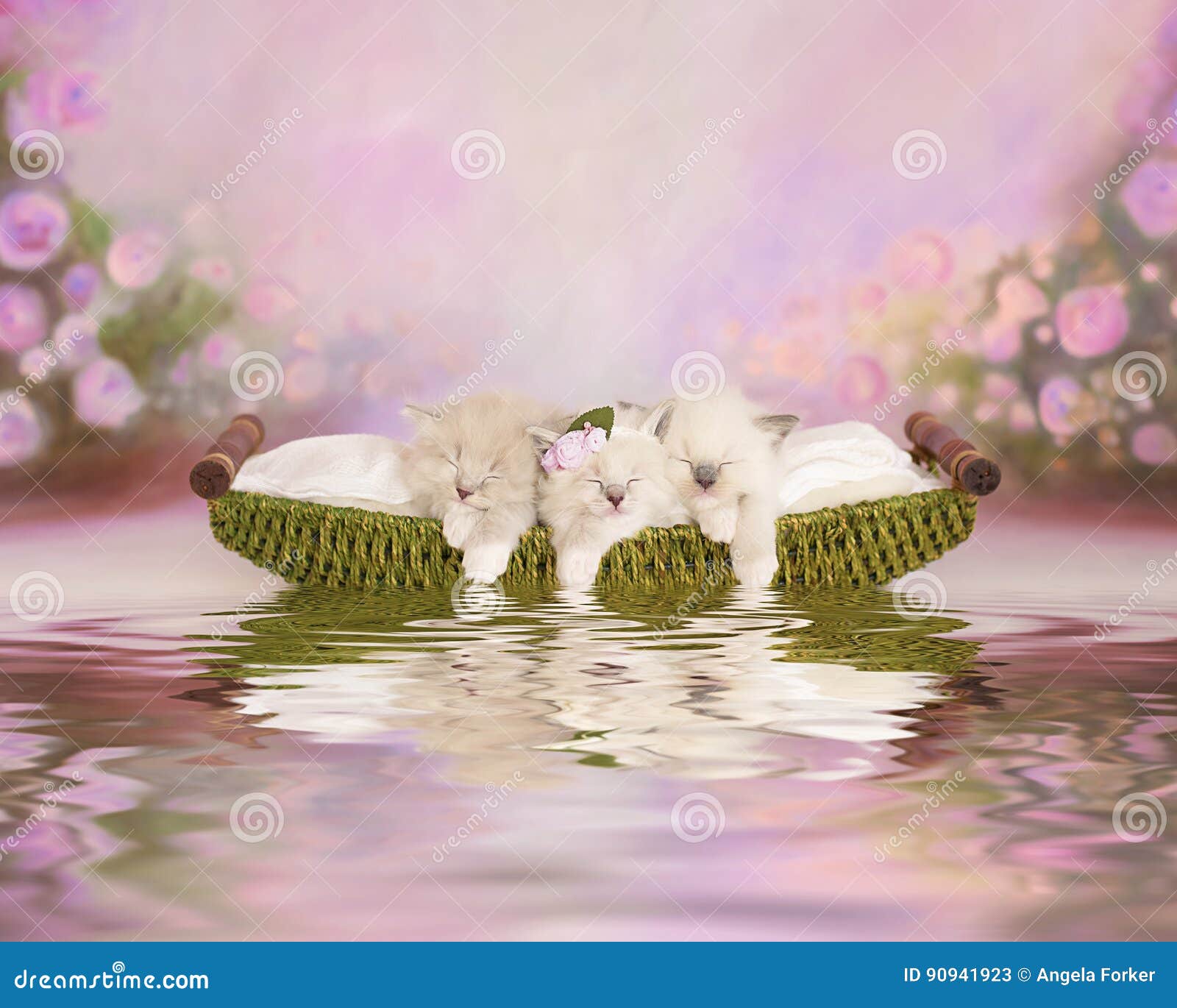 Floating Basket in the Morning. Stock Image - Image of nature, lake:  49025341