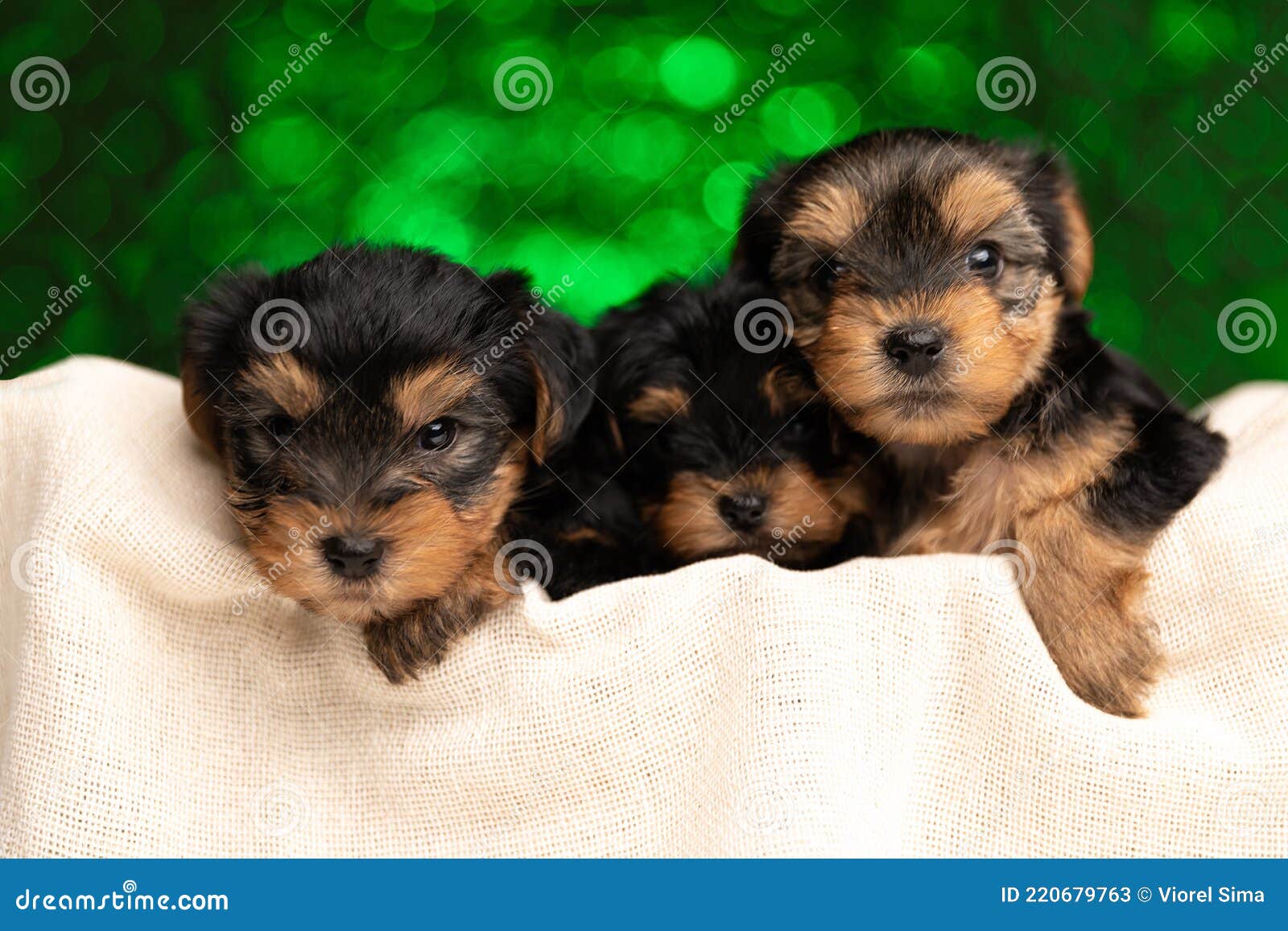 Three Adorable Yorkshire Terrier Dogs Cuddling in Their Bed Stock Image