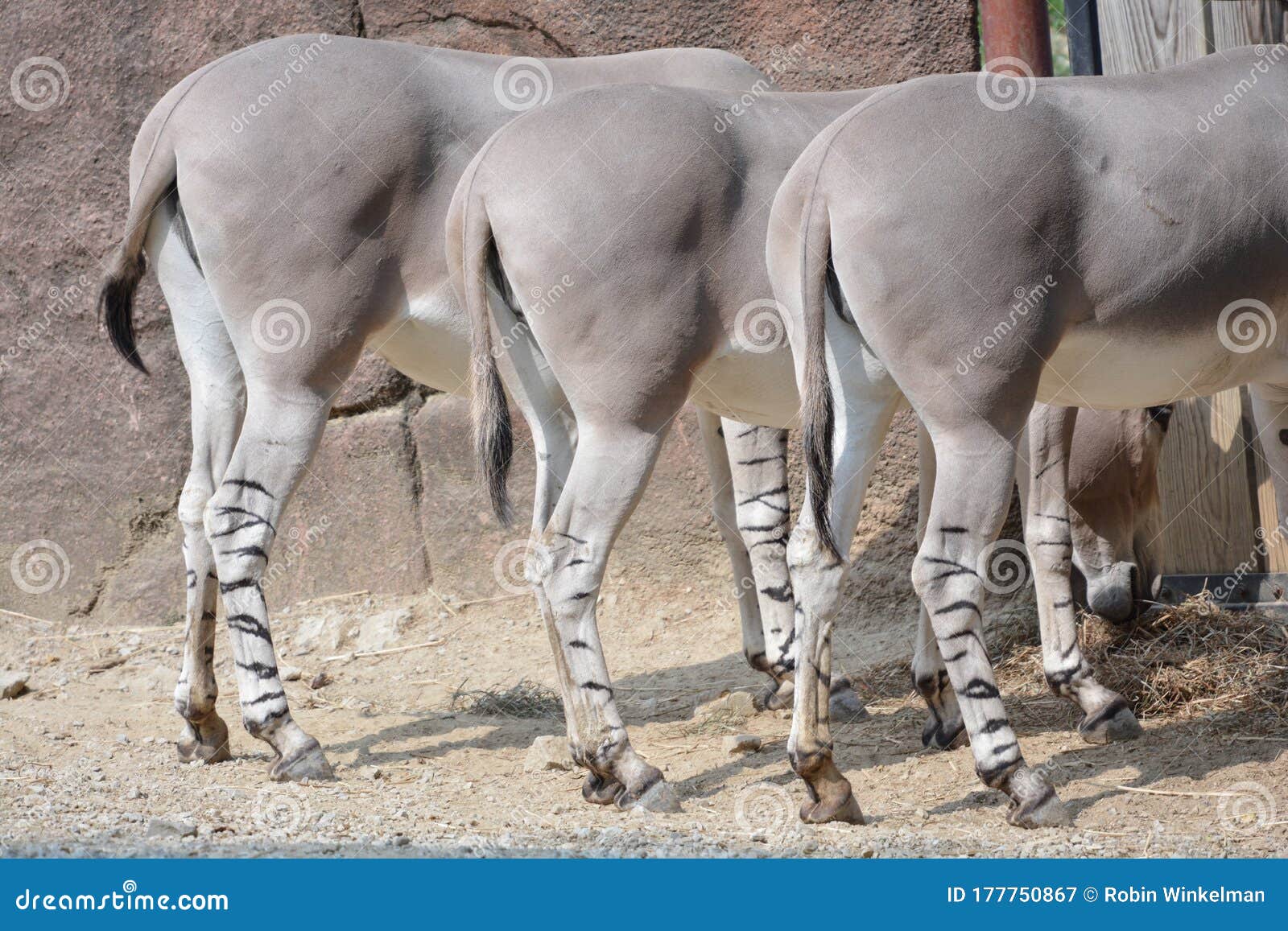 Three Asses Stock Photos - Free & Royalty-Free Stock Photos from