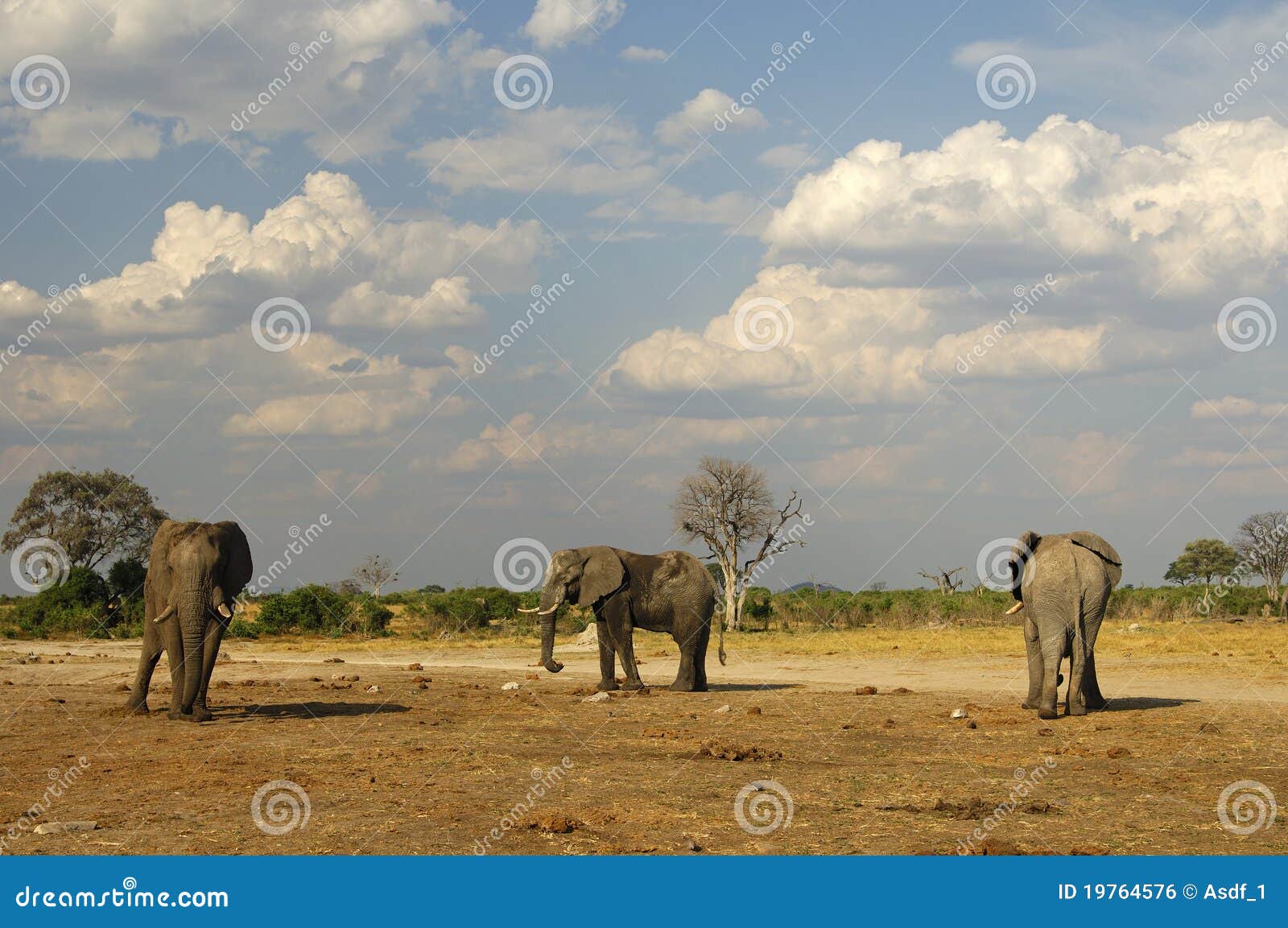 three african elephants, botswana