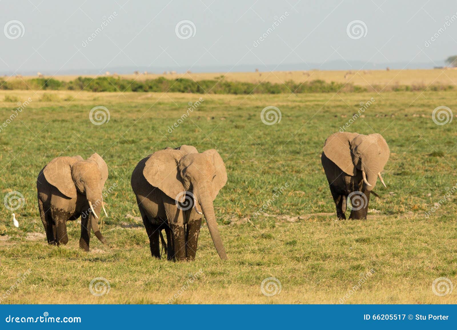 Three African Elephants Leaving the Marsh Land of Amboseli in Kenya Stock  Image - Image of land, animals: 66205517
