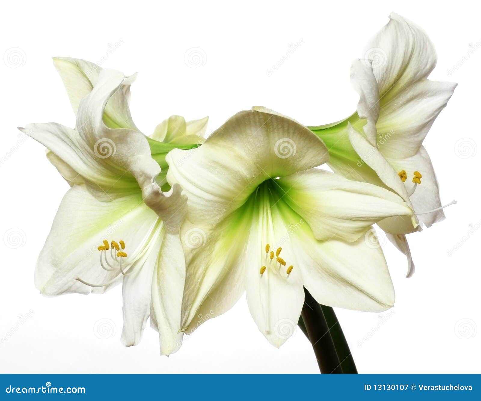 Three Amaryllis Flowers Isolated Stock Image Image of blooming