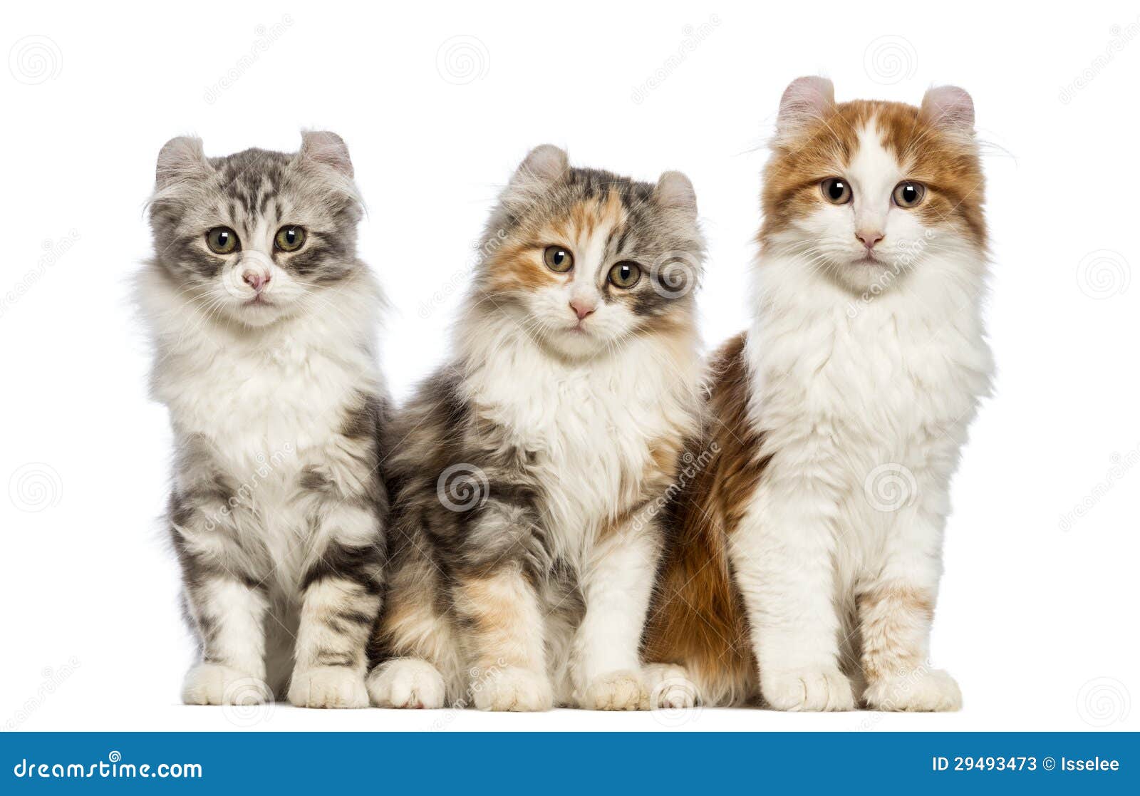 three american curl kittens, 3 months old, sitting and looking at the camera