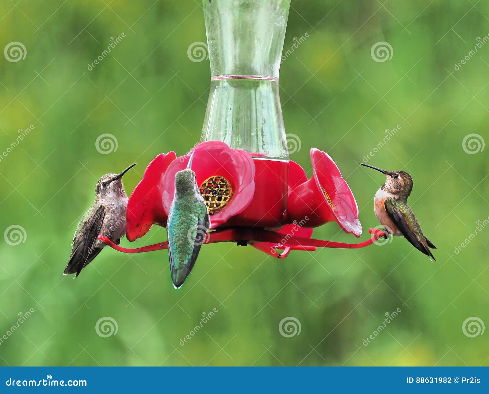 Anna Hummingbird Feeding On The Fly From The Feeder Stock Photography
