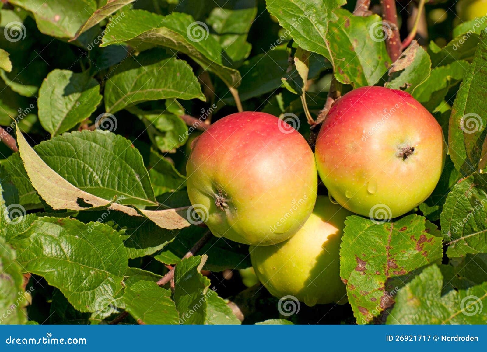 Three Apples on the Branch of an Appletree Stock Image Image of farm