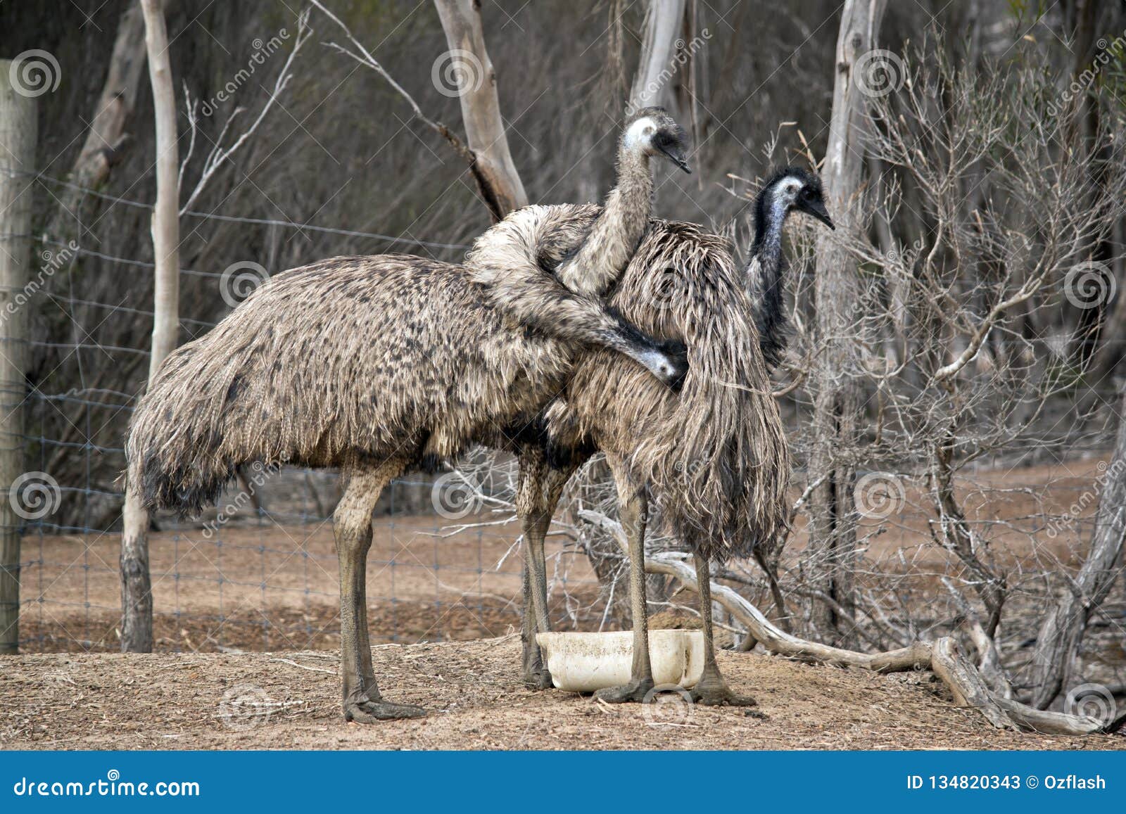 An Australian emus stock image. Image of display, beak - 134820343