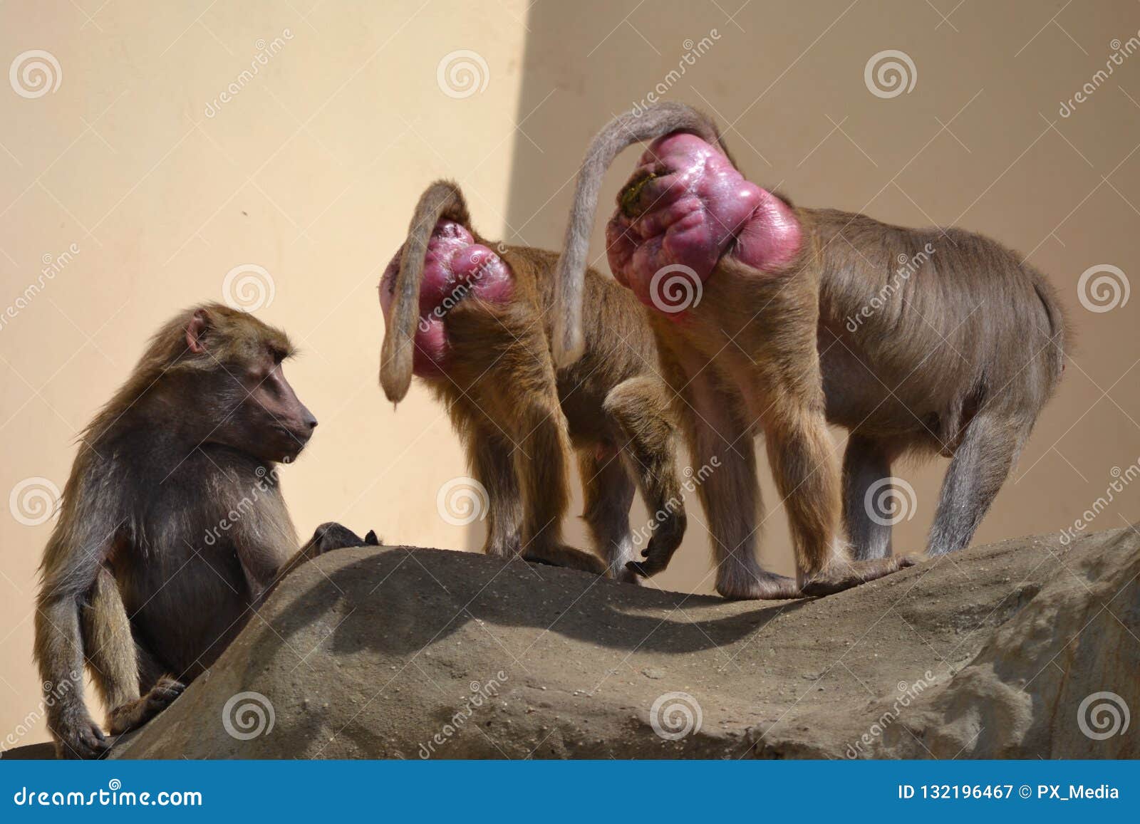 Three Baboons Monkey on Rocks Stock Image Image of baboon, three