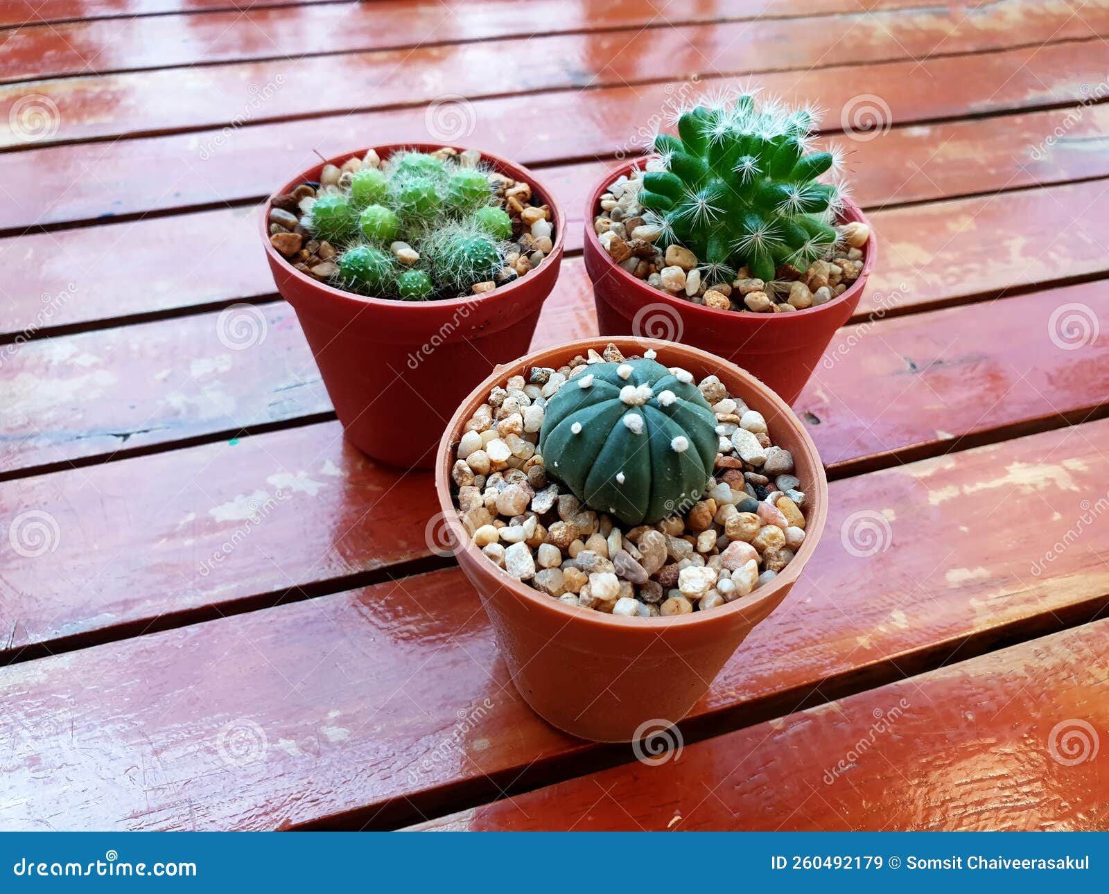 Three Baby Cactus Plants are in a Pot Stock Image Image of nature