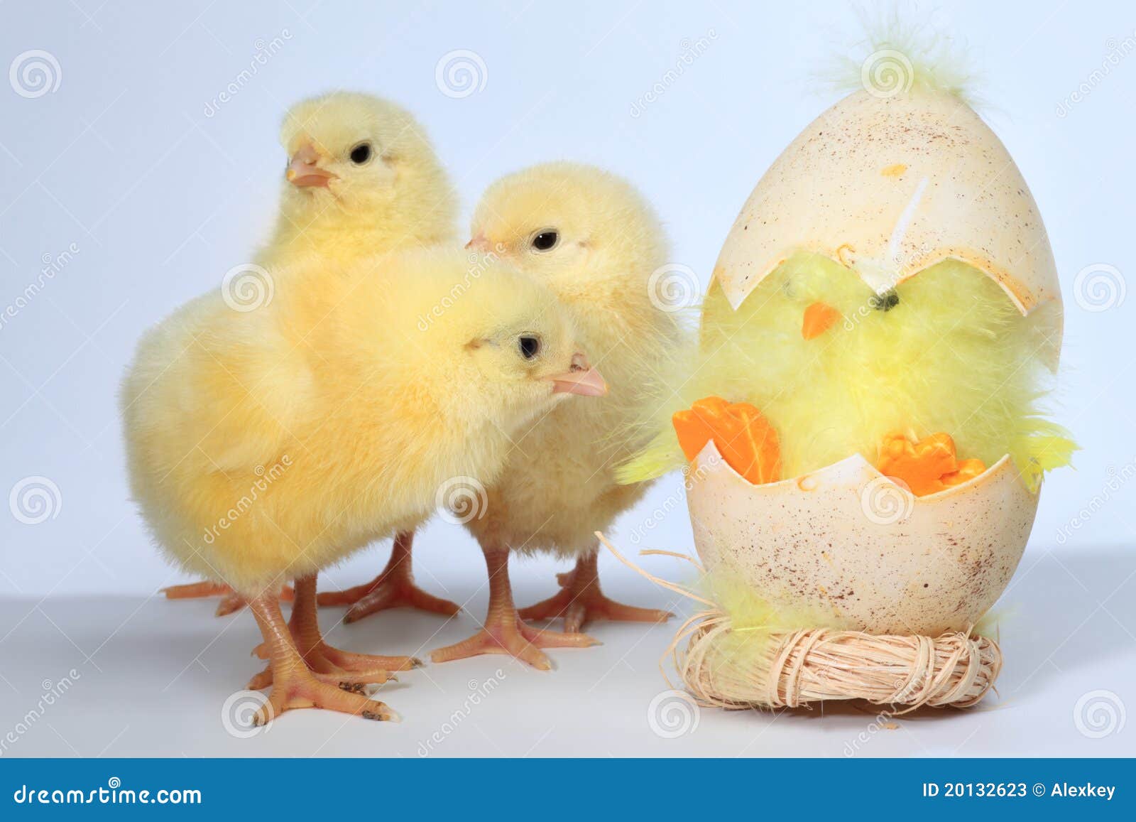 Three Baby Pileated Woodpeckers In Tree Royalty-Free Stock Photography