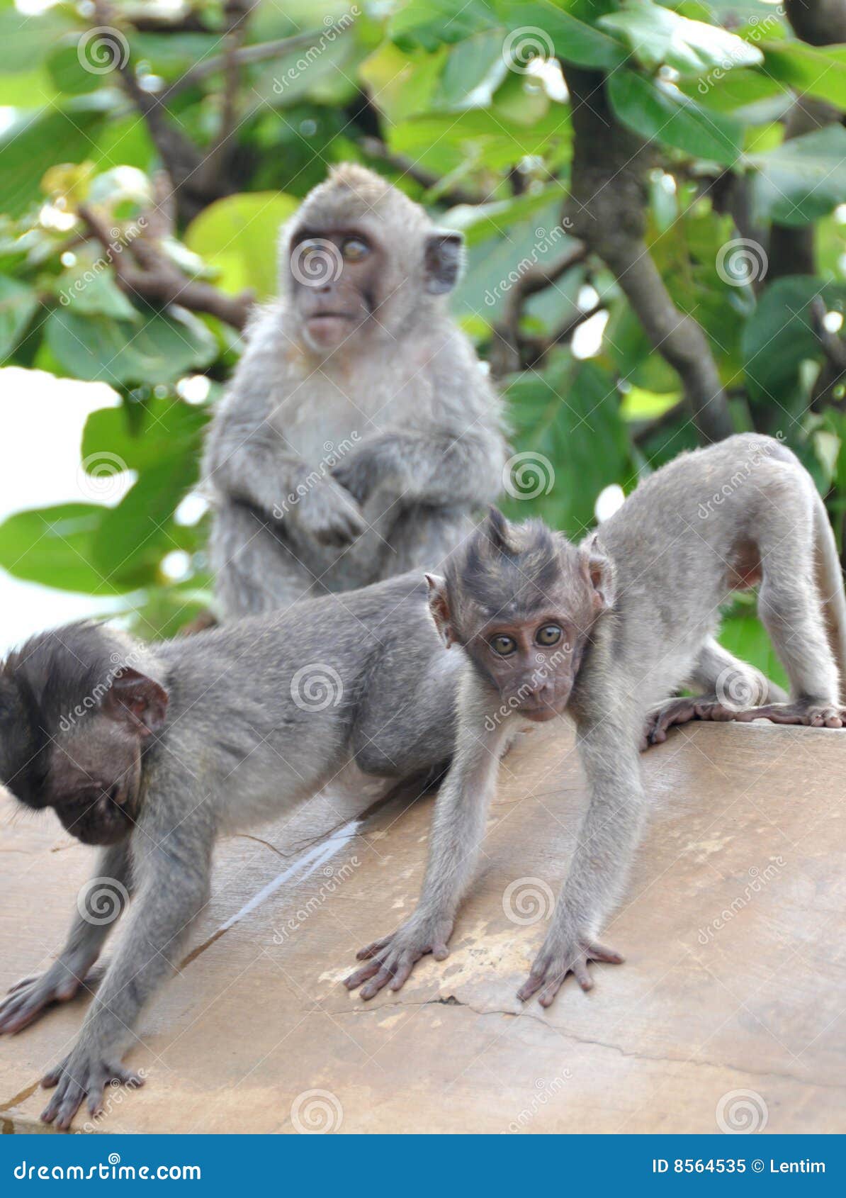 Monkey expression or meme are captured Stock Photo