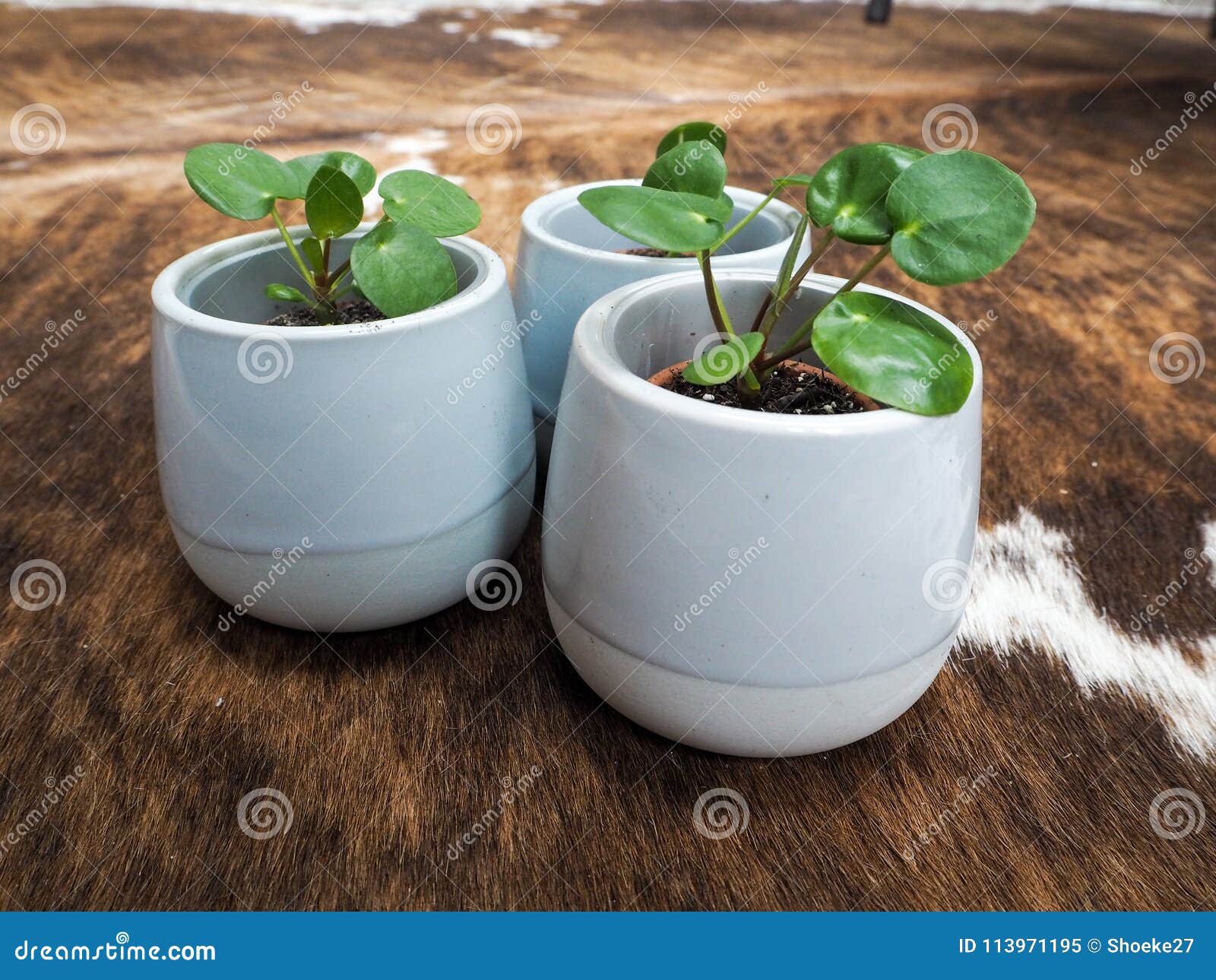 three baby pilea peperomioides or pancake plant urticaceae on