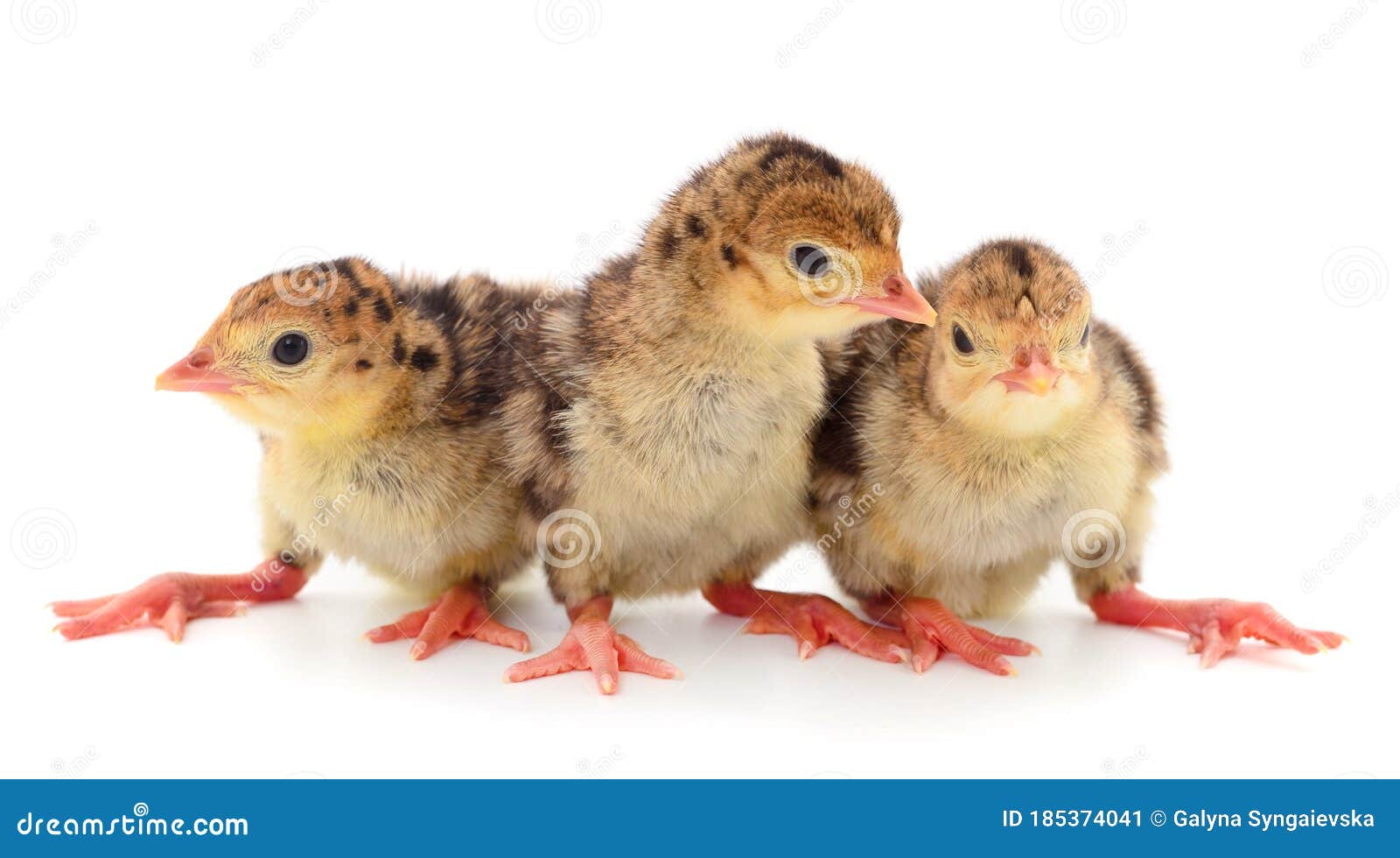 Three Baby Turkey Birds Isolated Stock Image Image of isolated, black