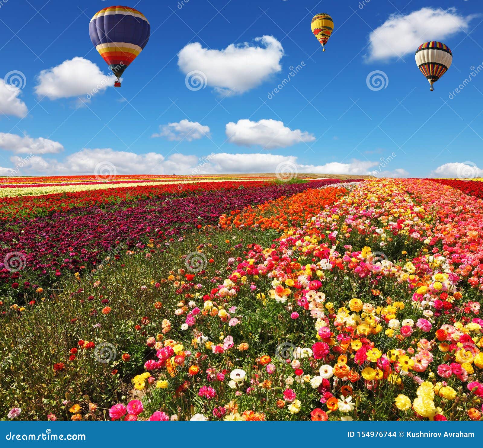 Three Balloons Flying Over Floral Field Stock Photo - Image of season ...