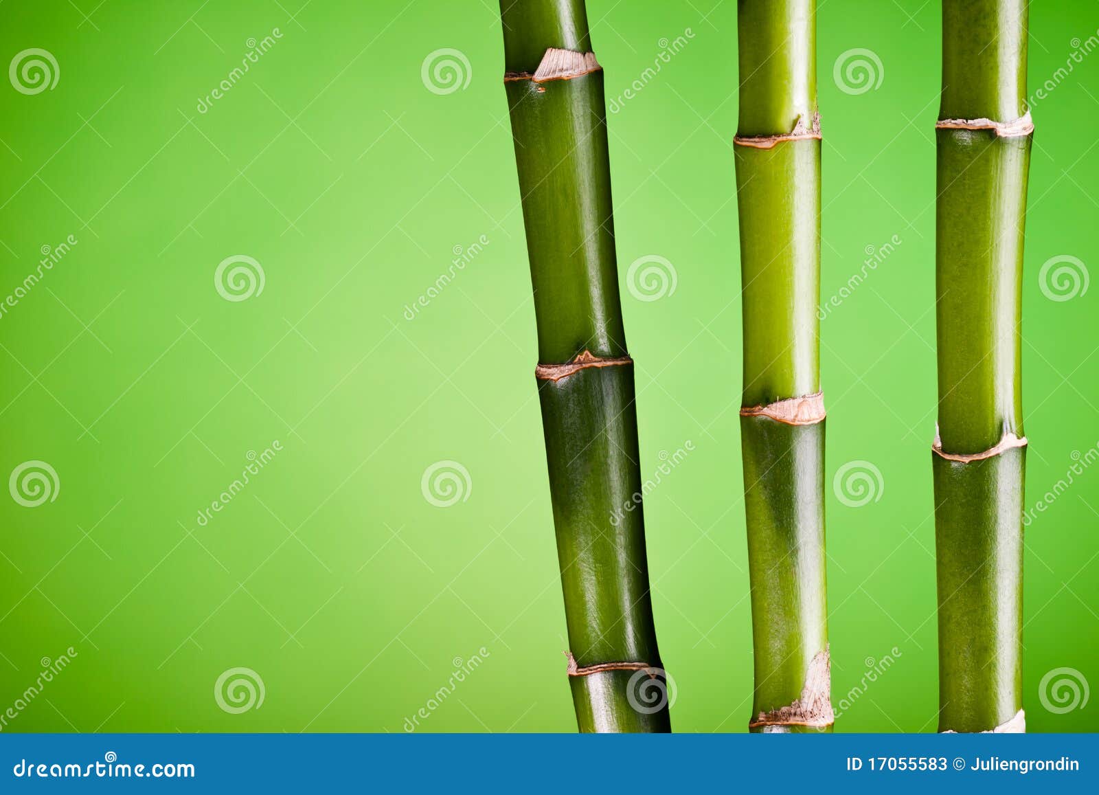 three bamboo stems on green
