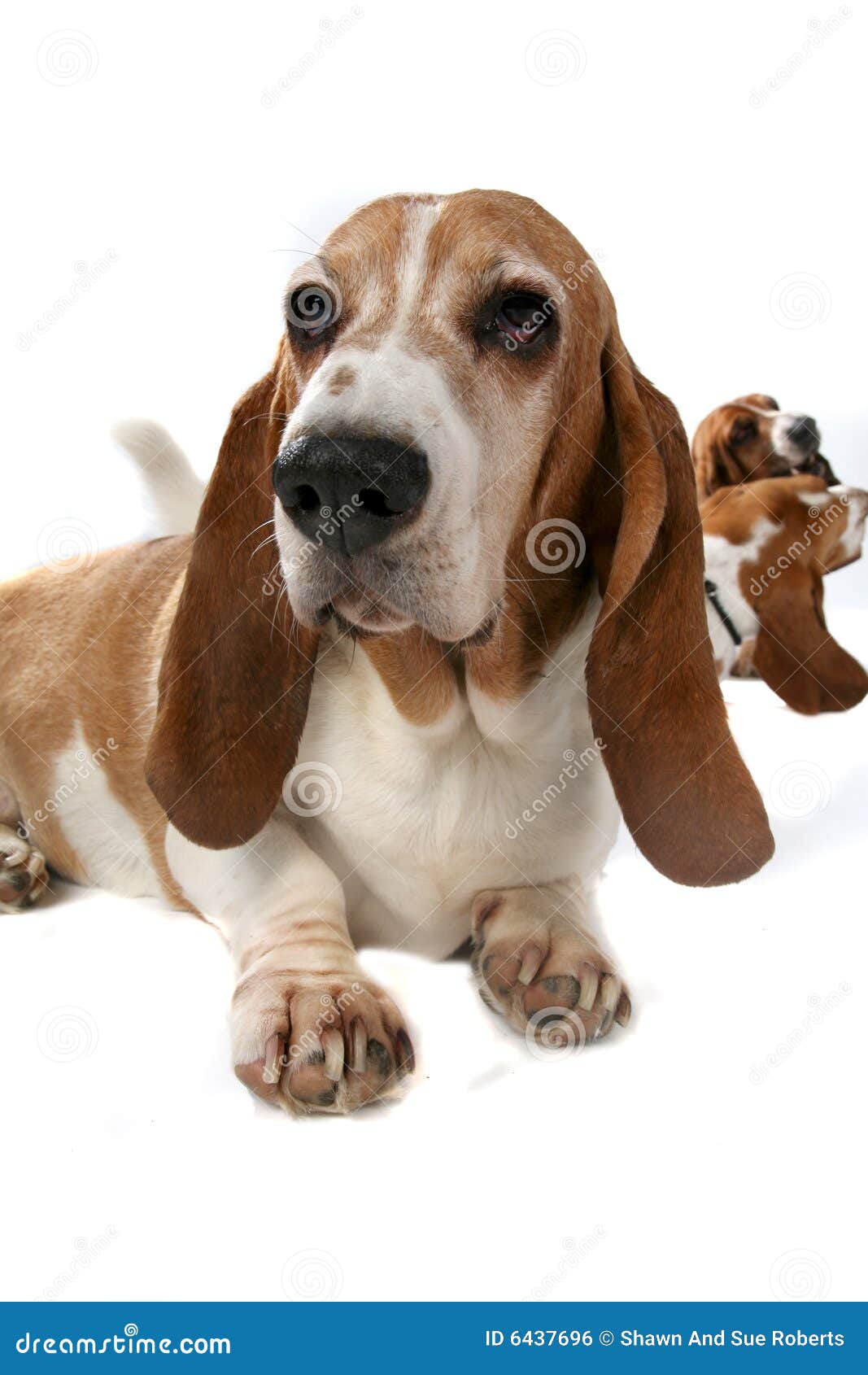 Three Basset Hounds with Front One in Focus Stock Photo - Image of ...