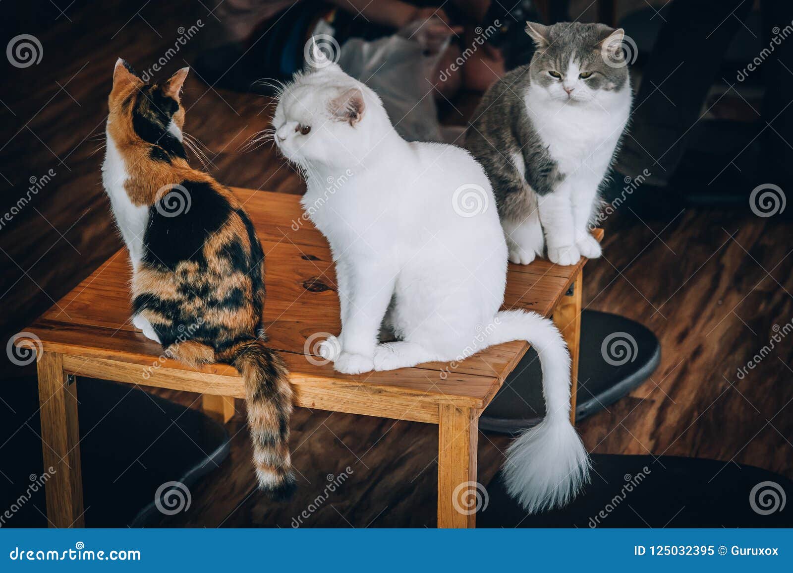 Catcafe Stock Photos - Free & Royalty-Free Stock Photos from Dreamstime