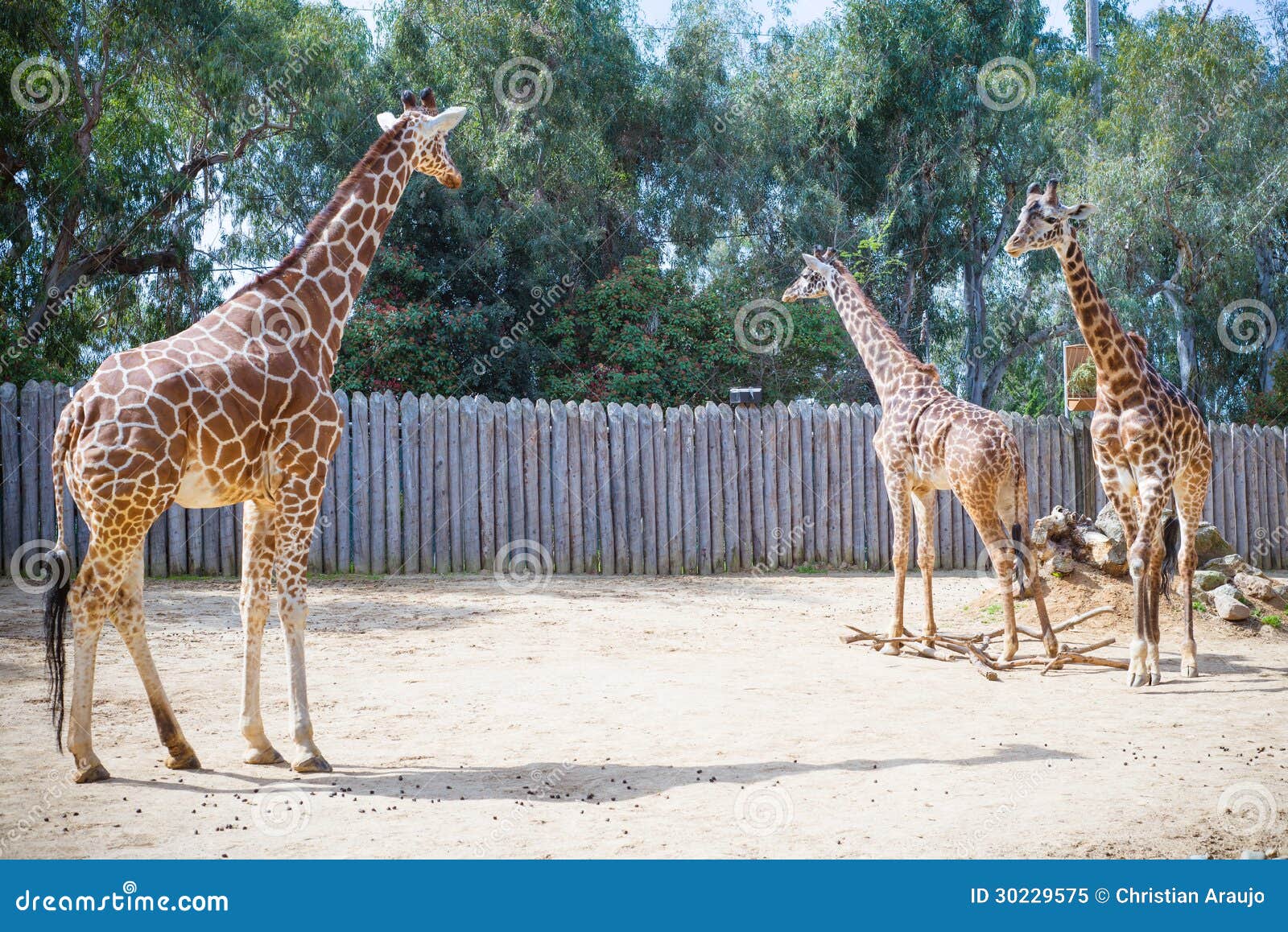 Giraffes stock image. Image of africa, head, giraffa - 30229575