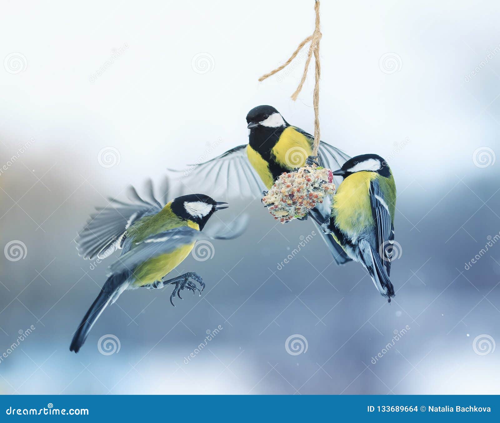 Three Beautiful Hungry Little Bird Tits Flew on a Hanging Manger Stock  Photo - Image of three, color: 133689664