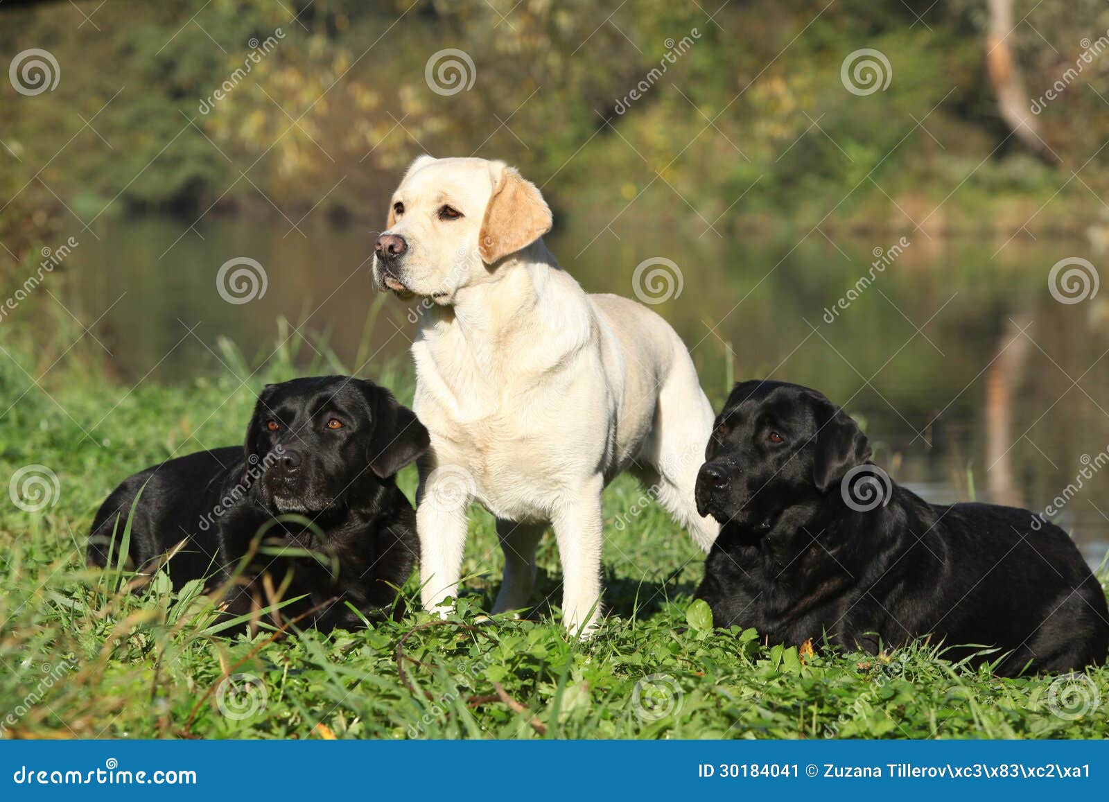 three labrador retrievers in front of the water