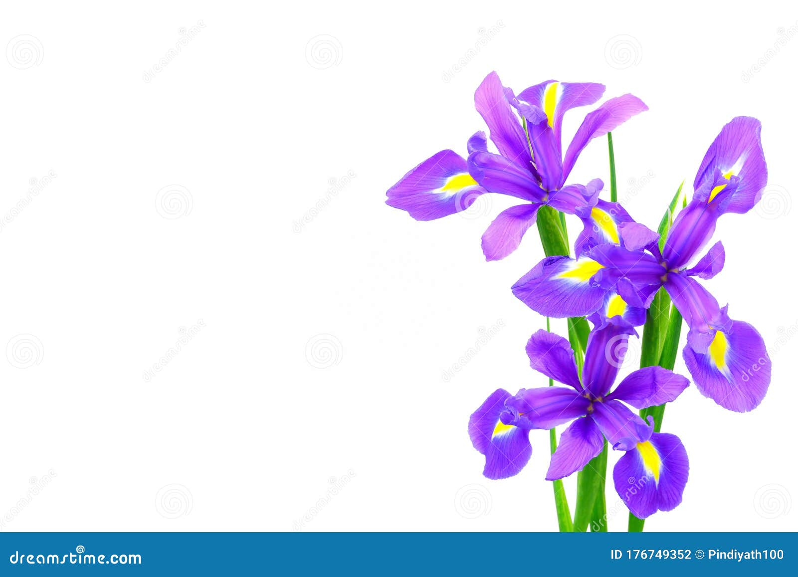 Three Beautiful Purple Iris Flowers on White Background Stock ...