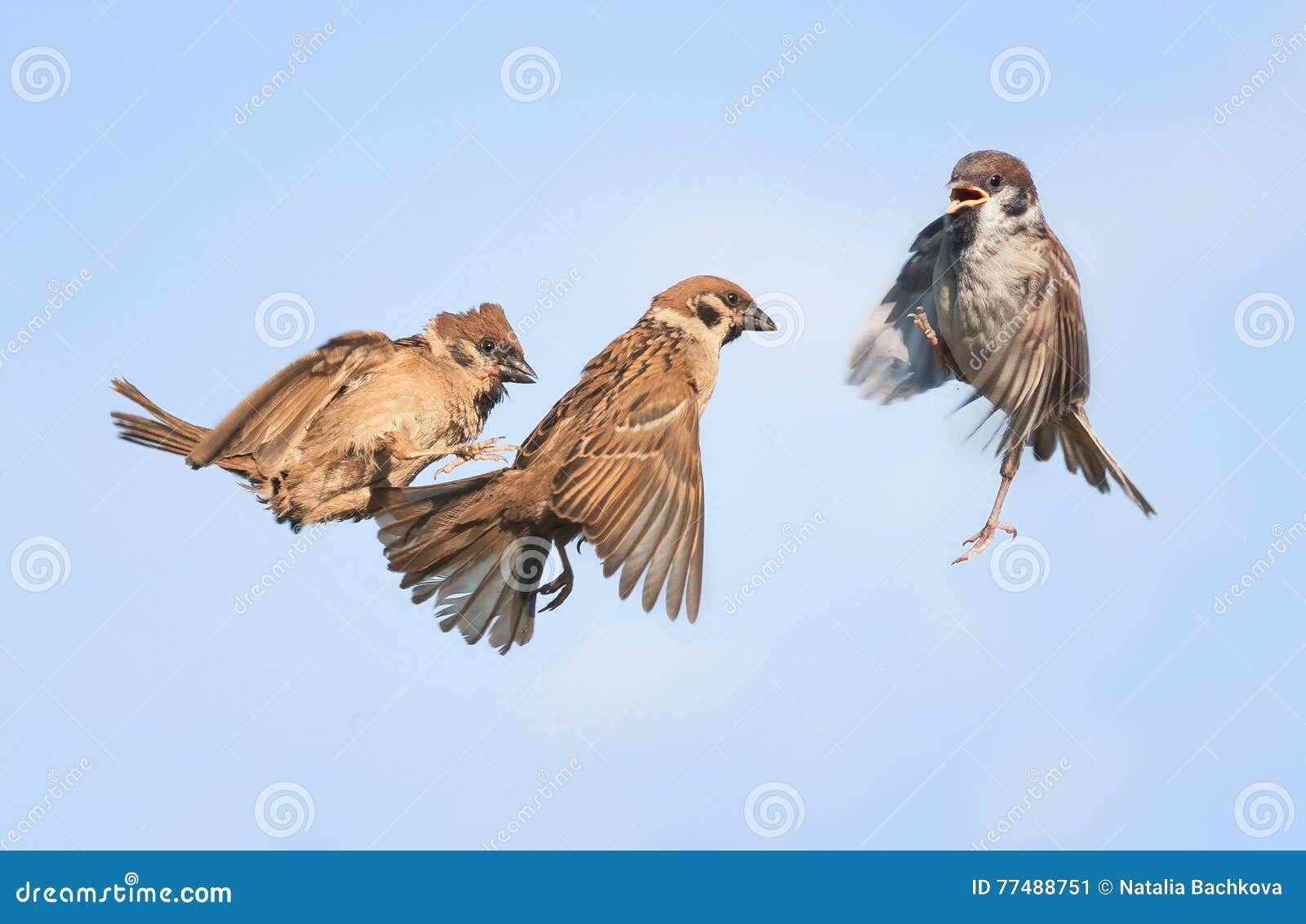 Three Birds Fly and Play in the Sky Stock Image Image of quick