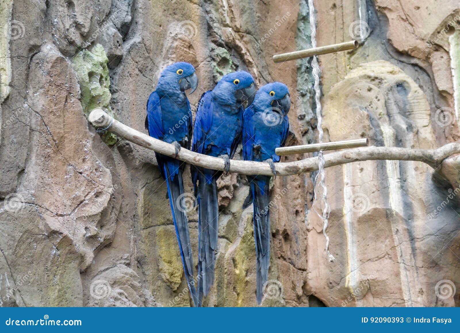 Three Birds stock image. Image of blue, three, birds 92090393