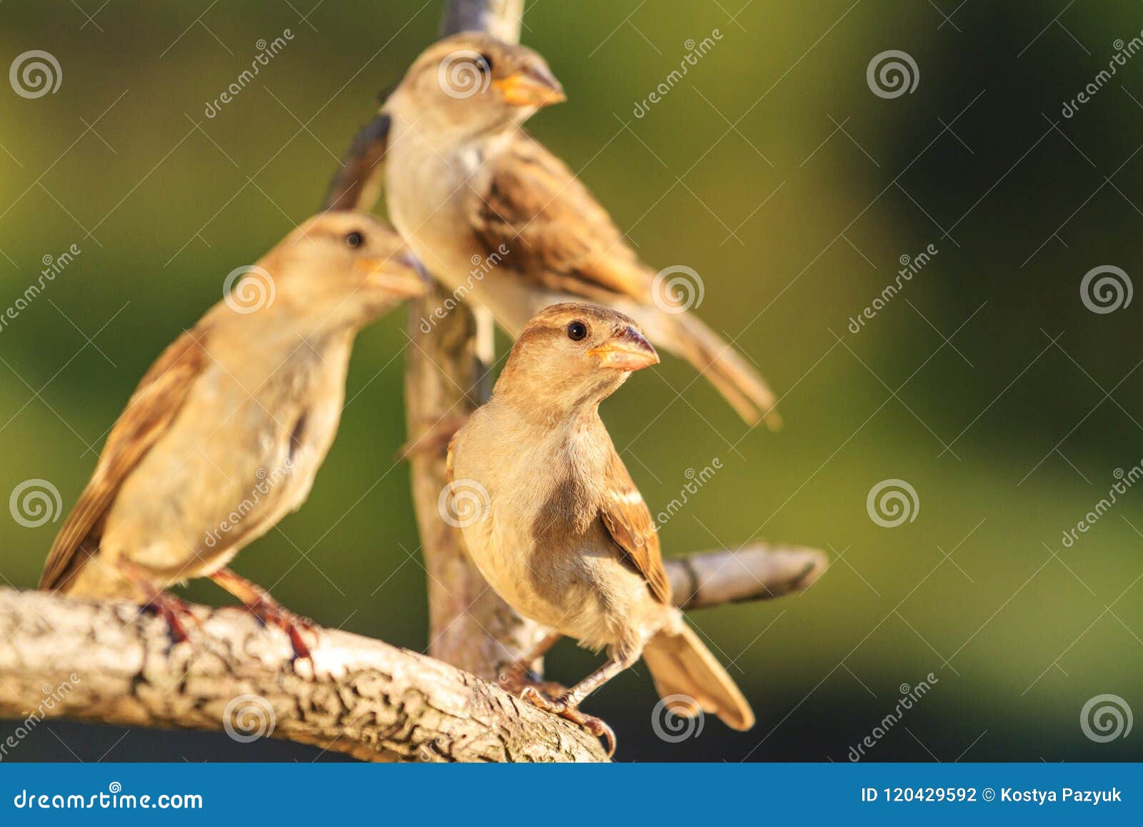 Three Birds Sit on the Branch Stock Photo Image of nature, little