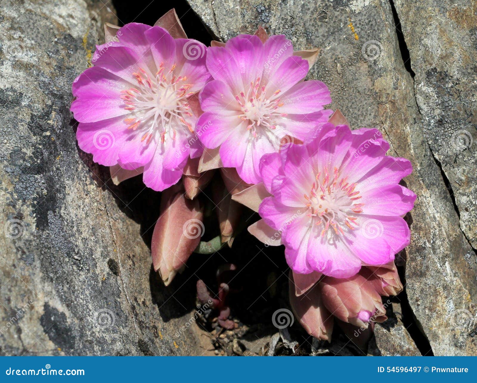 three bitterroot flowers in a crevice