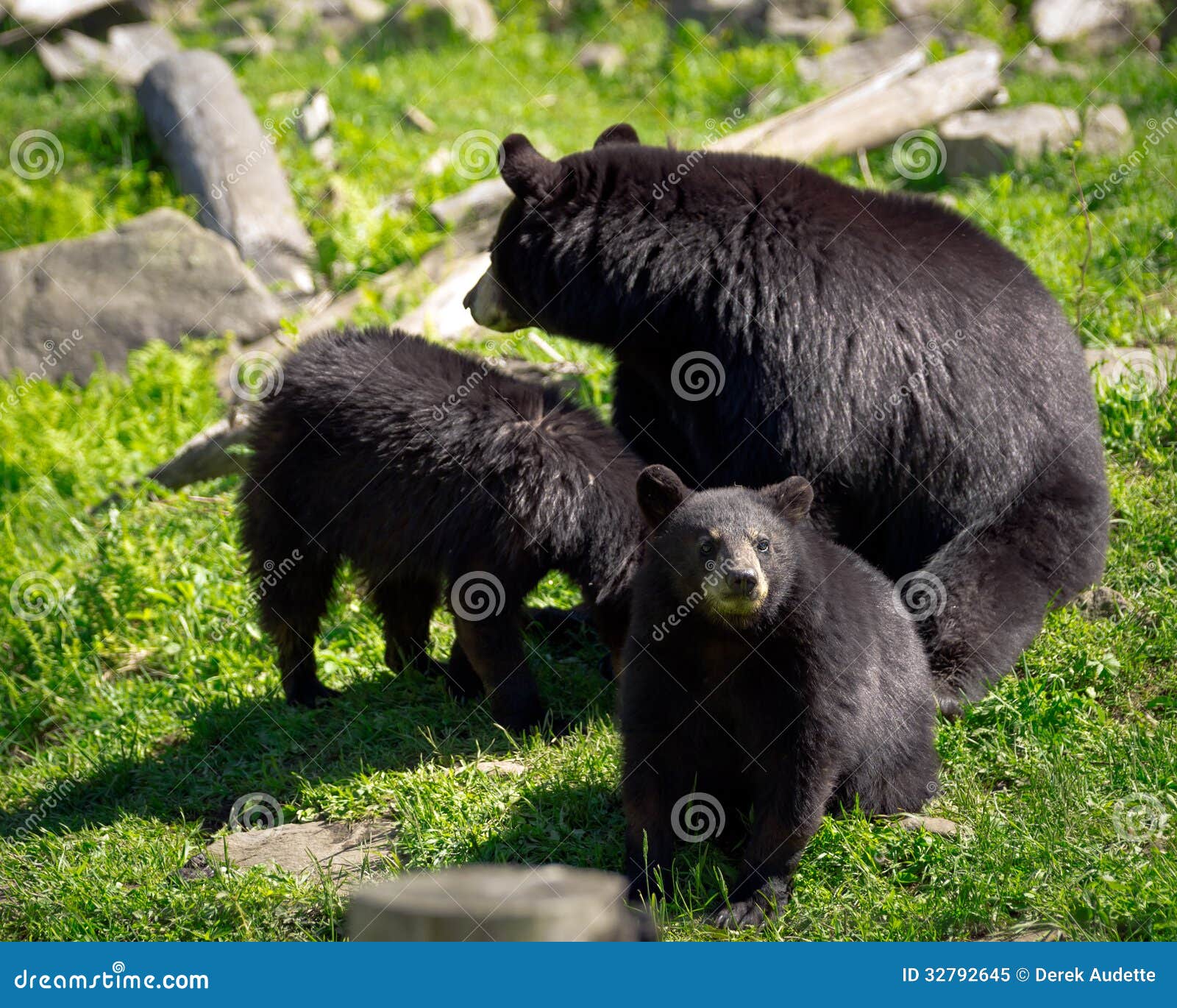 three black bears - mother and two cubs