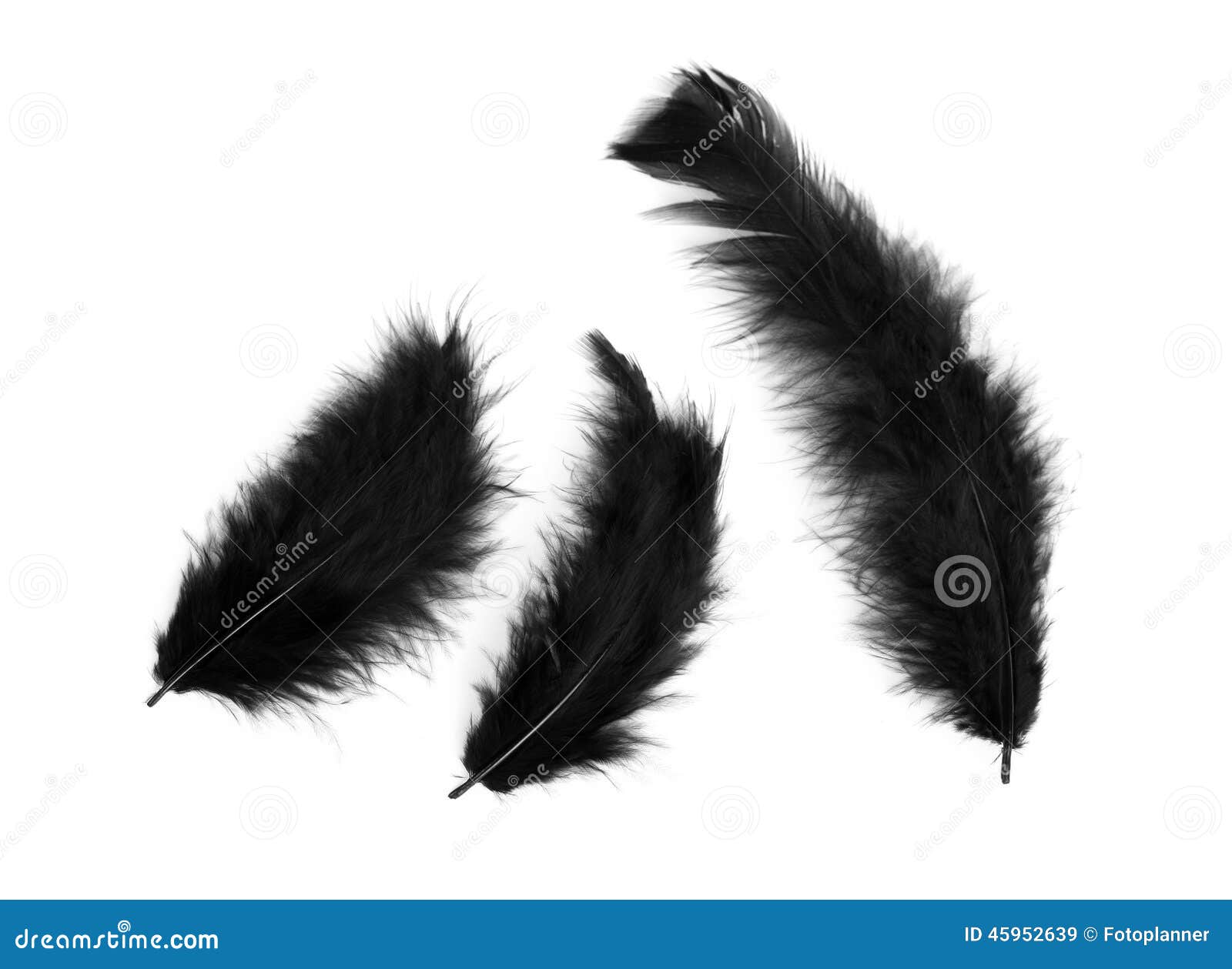Three Black Feathers Stock Photo Image 45952639