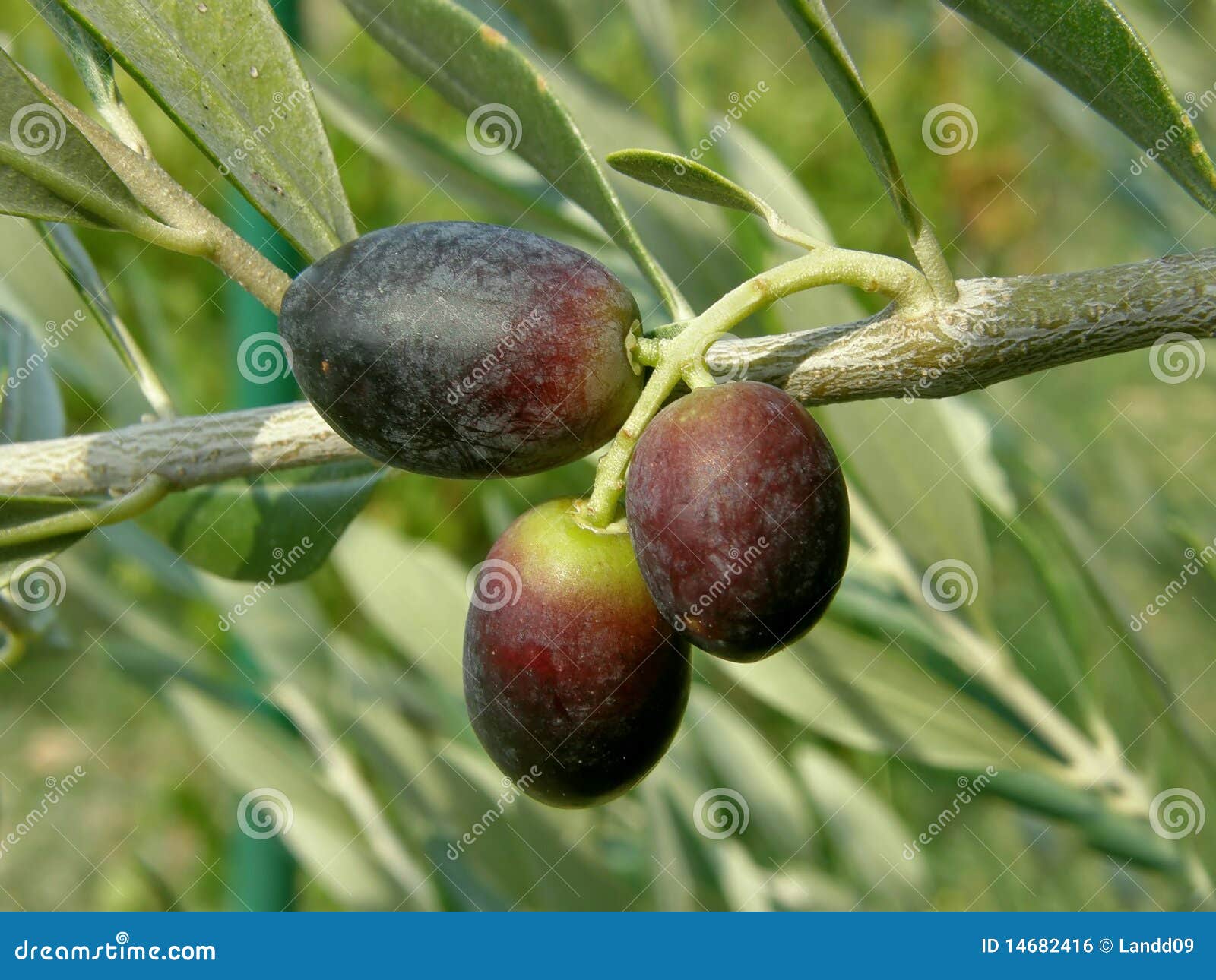 Three Black Olives from Croatia Dalmatia Stock Photo Image of horizontal, fresh 14682416