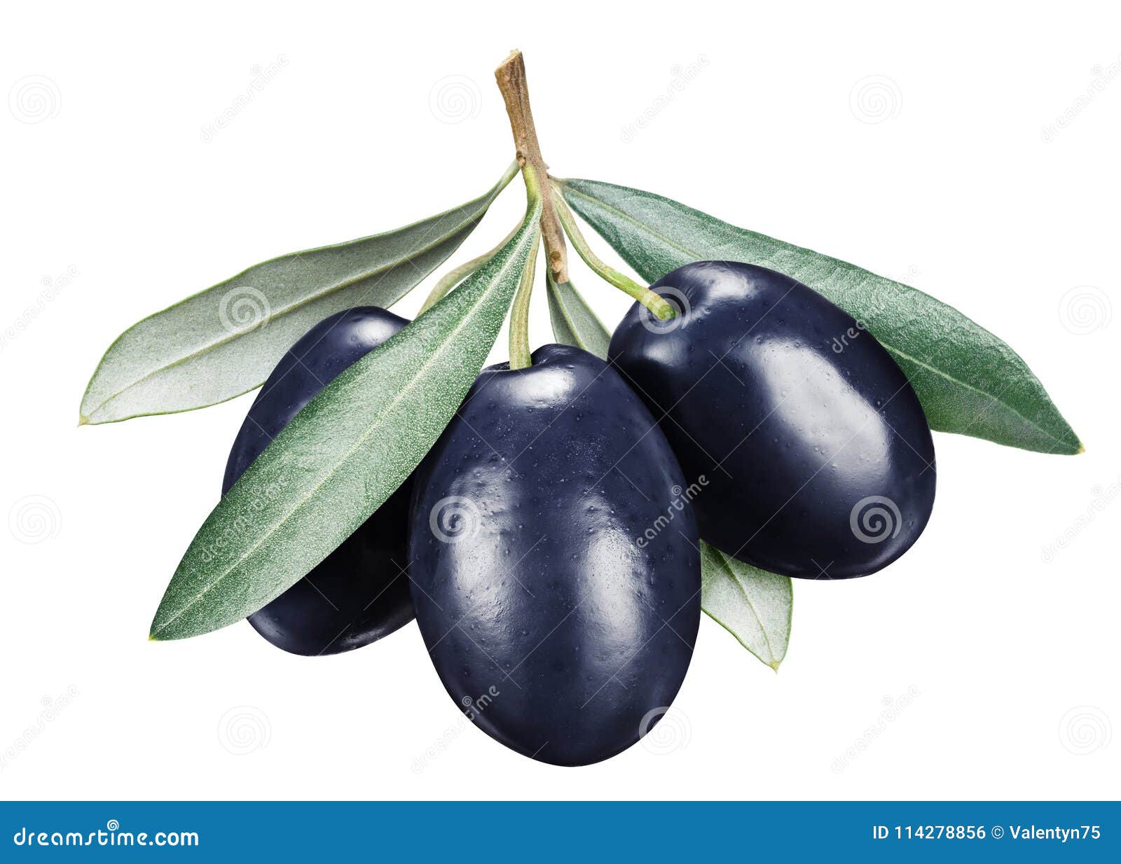 Three Black Ripe Olive Berries with Leaves. Stock Photo - Image of