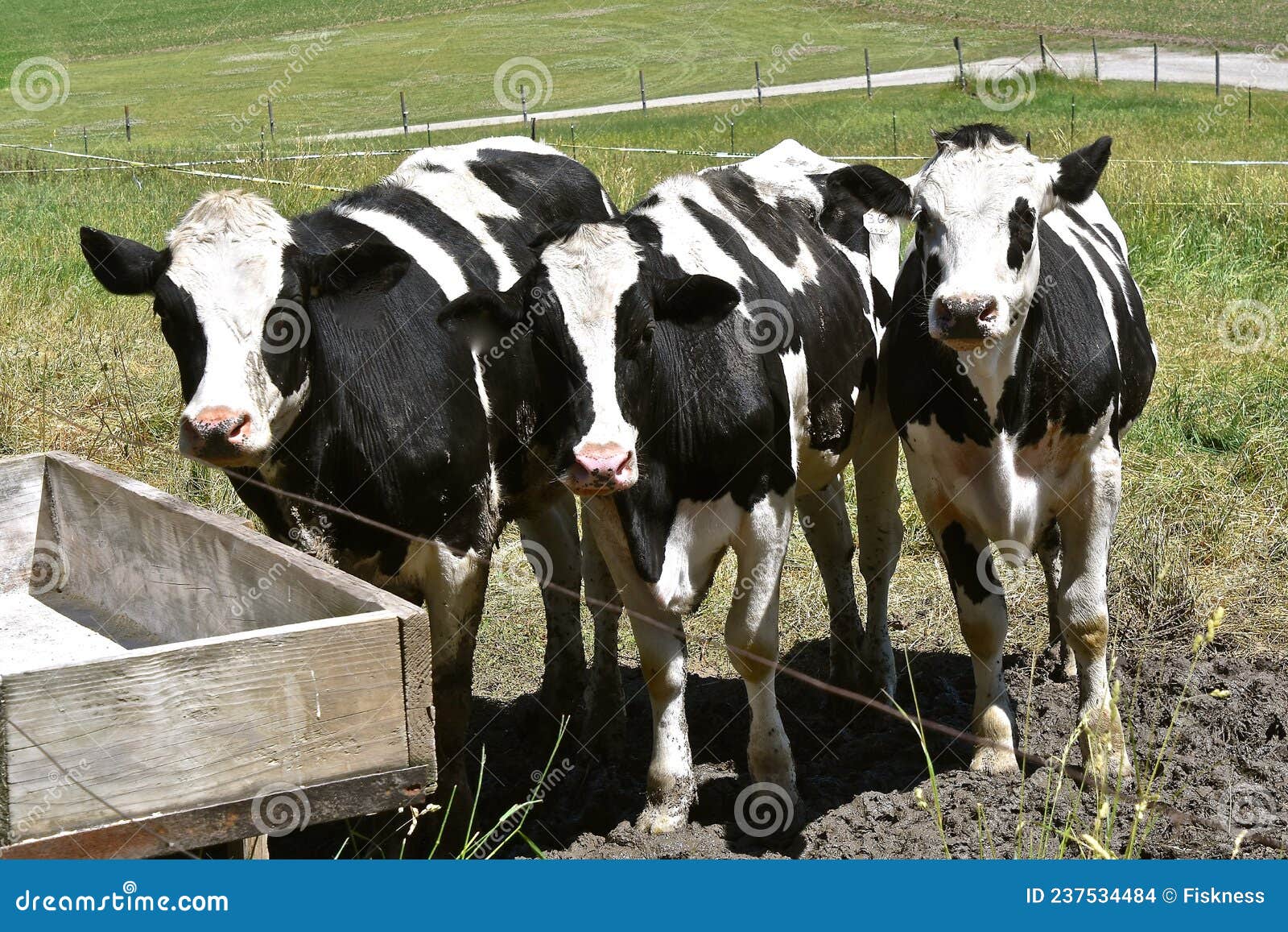 Three Black and White Holstein Steers Stock Photo Image of feedbunk, dairy 237534484