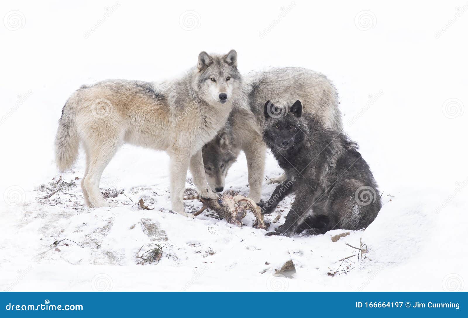 Three Black wolves isolated on white background eating dinner in the winter snow in Canada