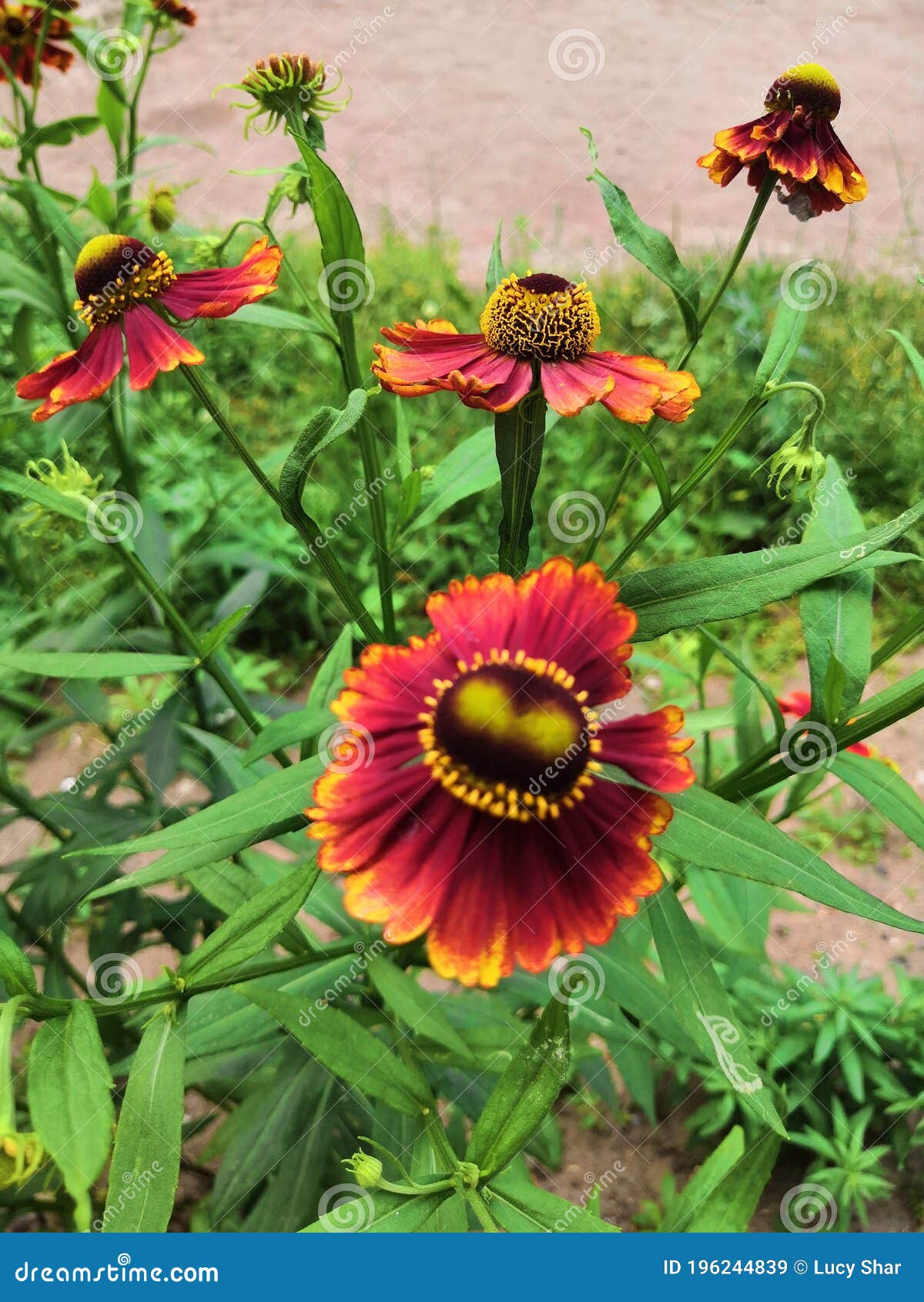 three blooming helenium perennial flowers on a blurred green background