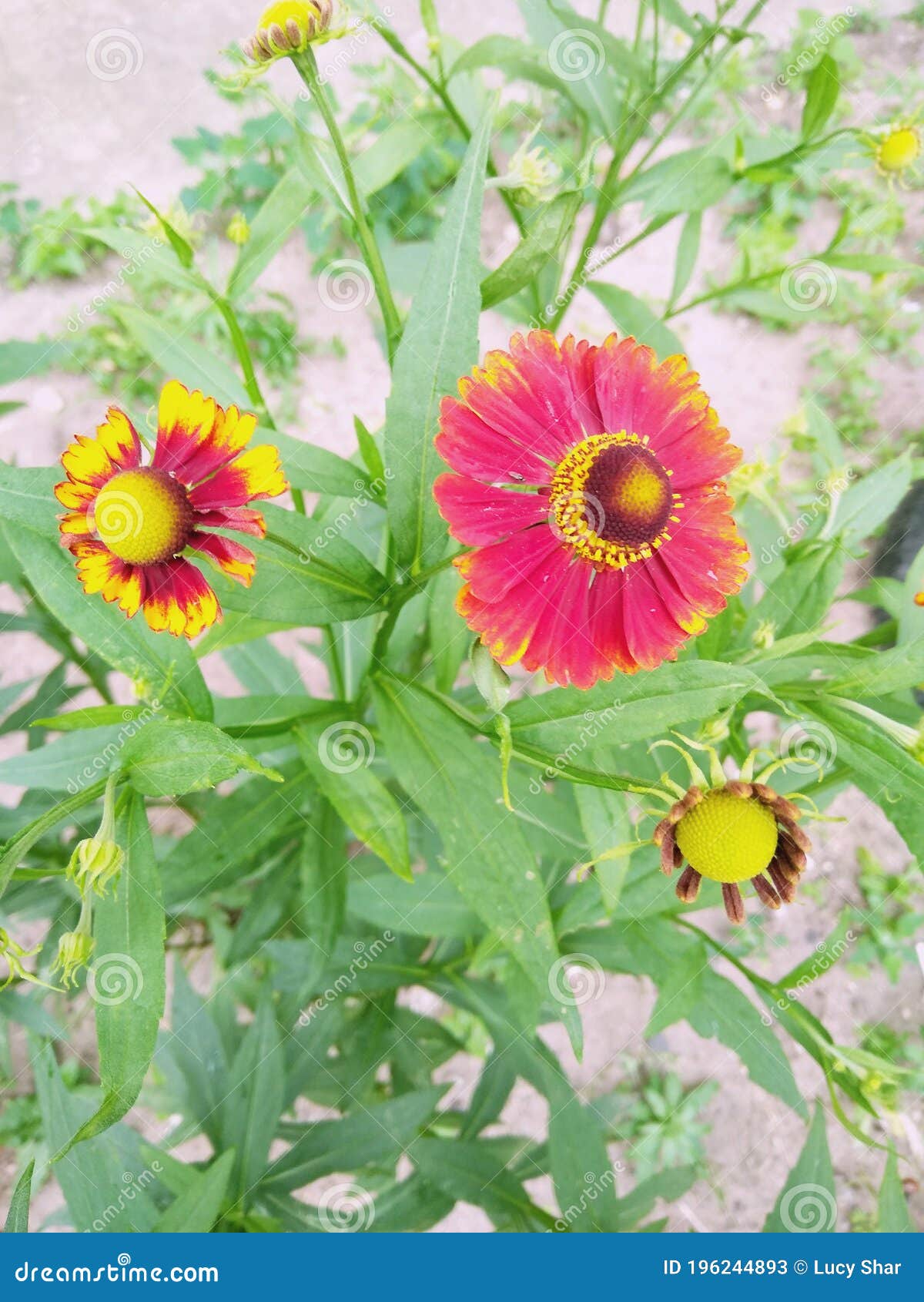 three blooming helenium perennial flowers on a blurred green background