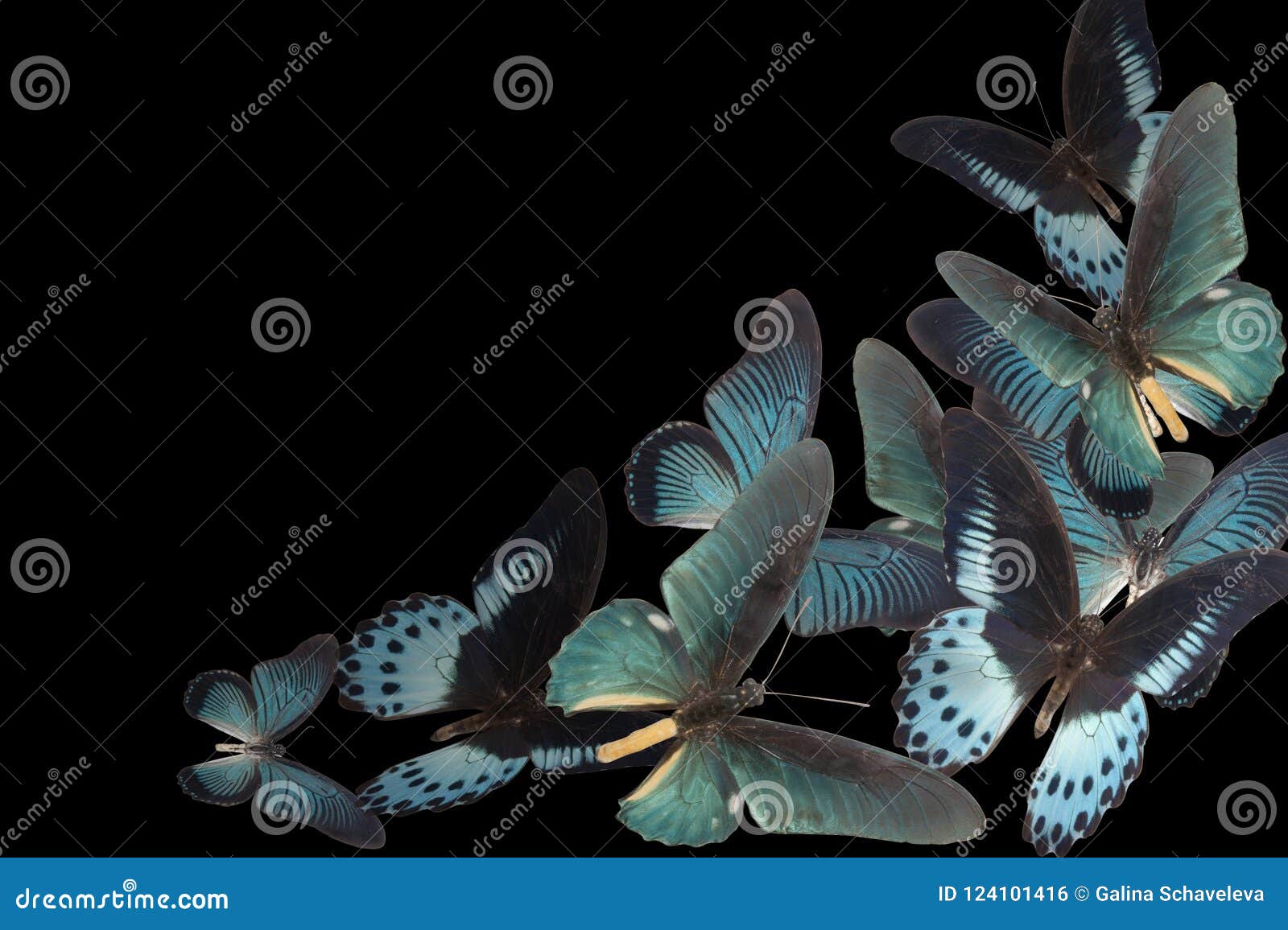 Blue Butterfly on Black Background Stock Photo Image of summer
