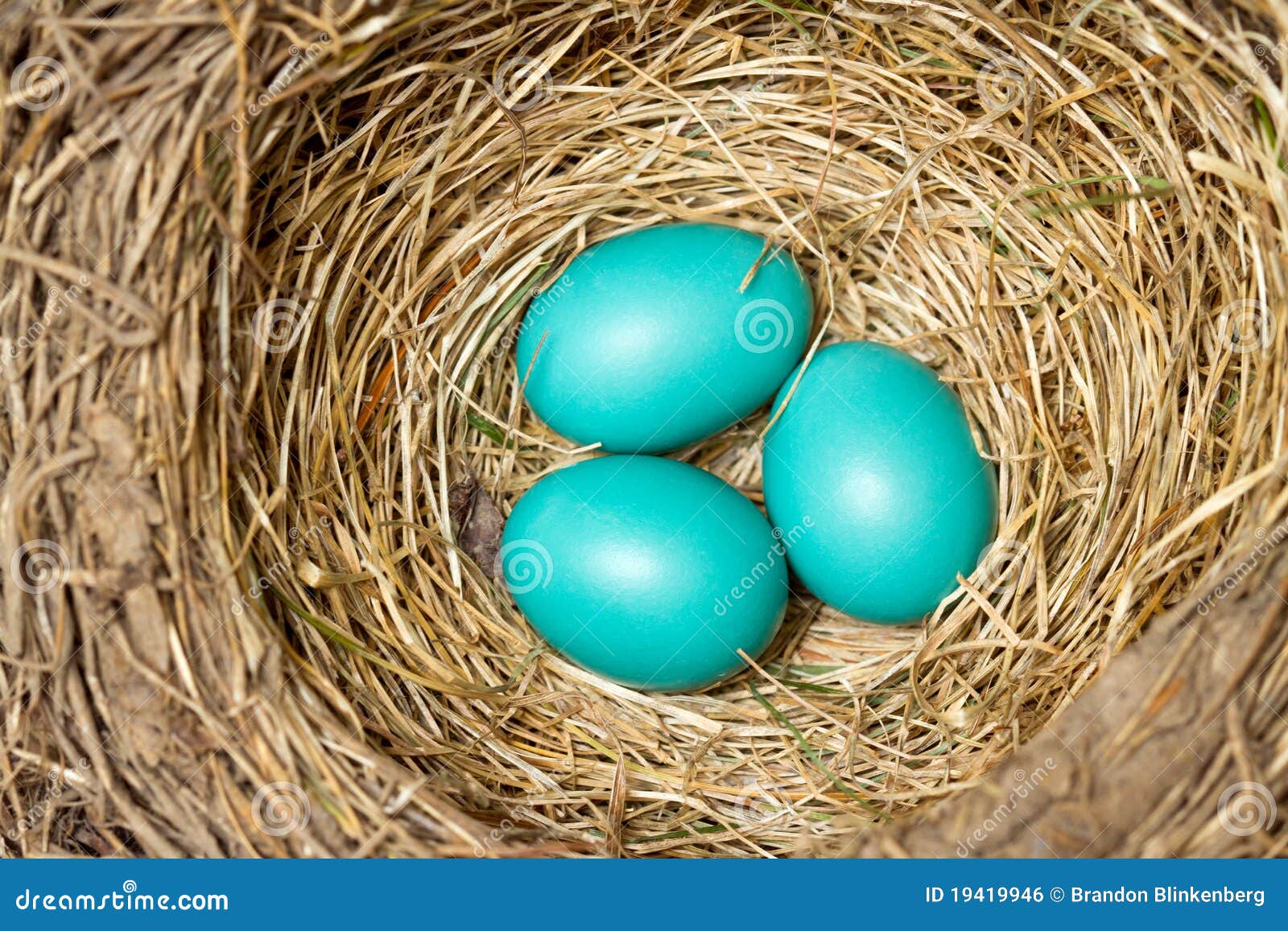 Three Blue Eggs In A Bird Nest Royalty Free Stock Image