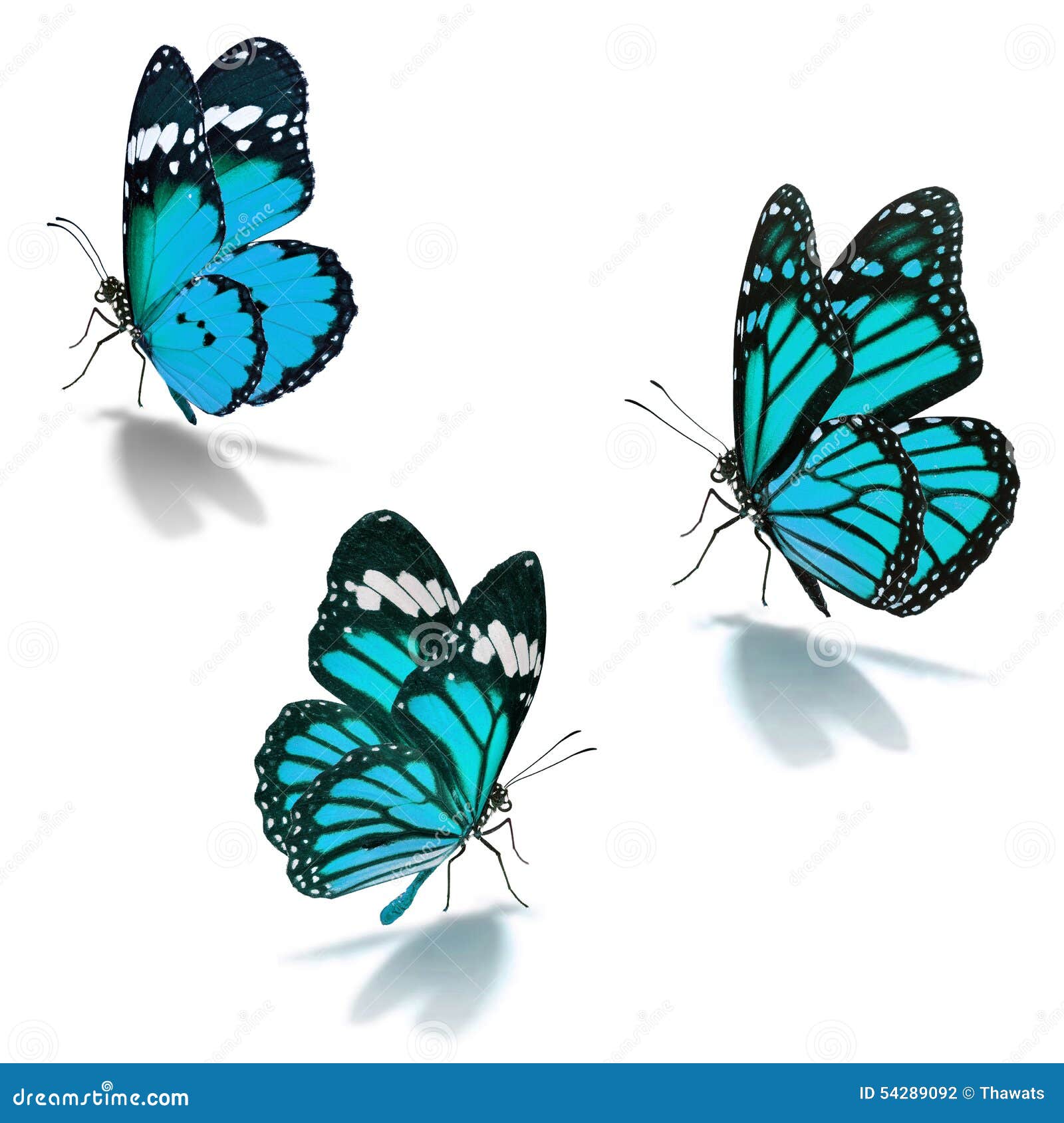 Three Blue Monarch Butterfly Stock Photo Image of butterfly, single