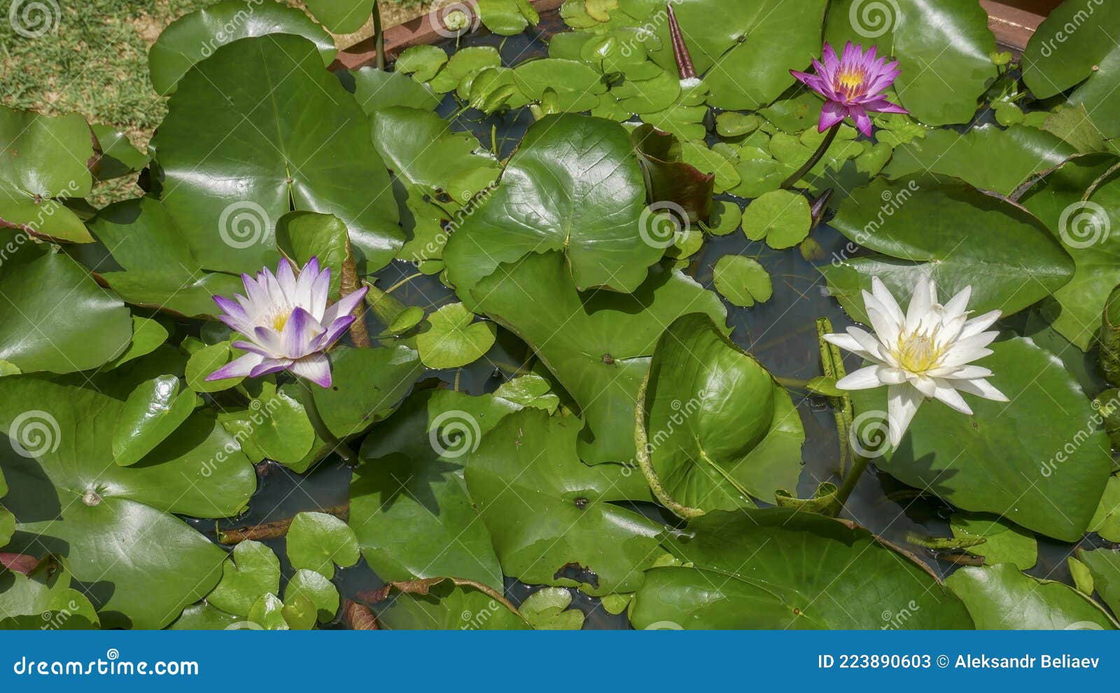 Three Blue Water Lilies of Different Colors in the Water Stock Image